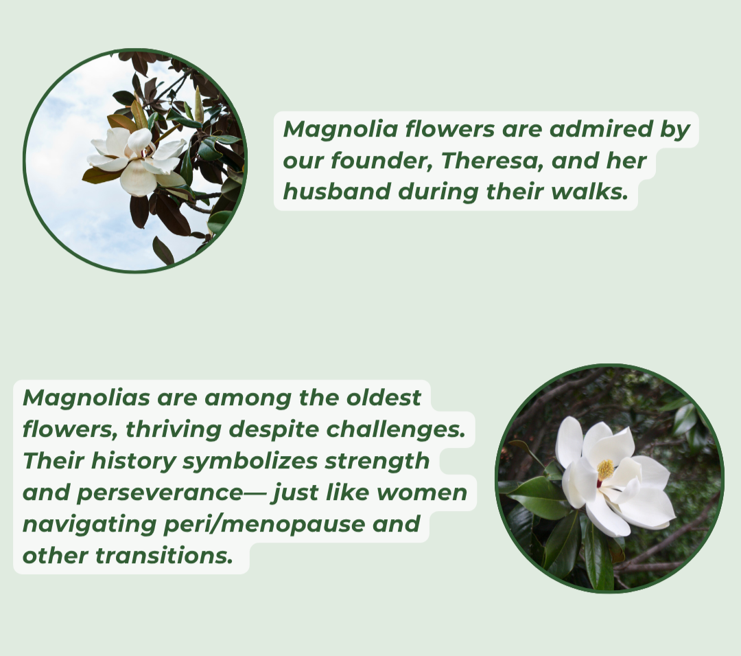 Magnolia flowers and magnolia blossoms on branches with text discussing their cultural symbolism.