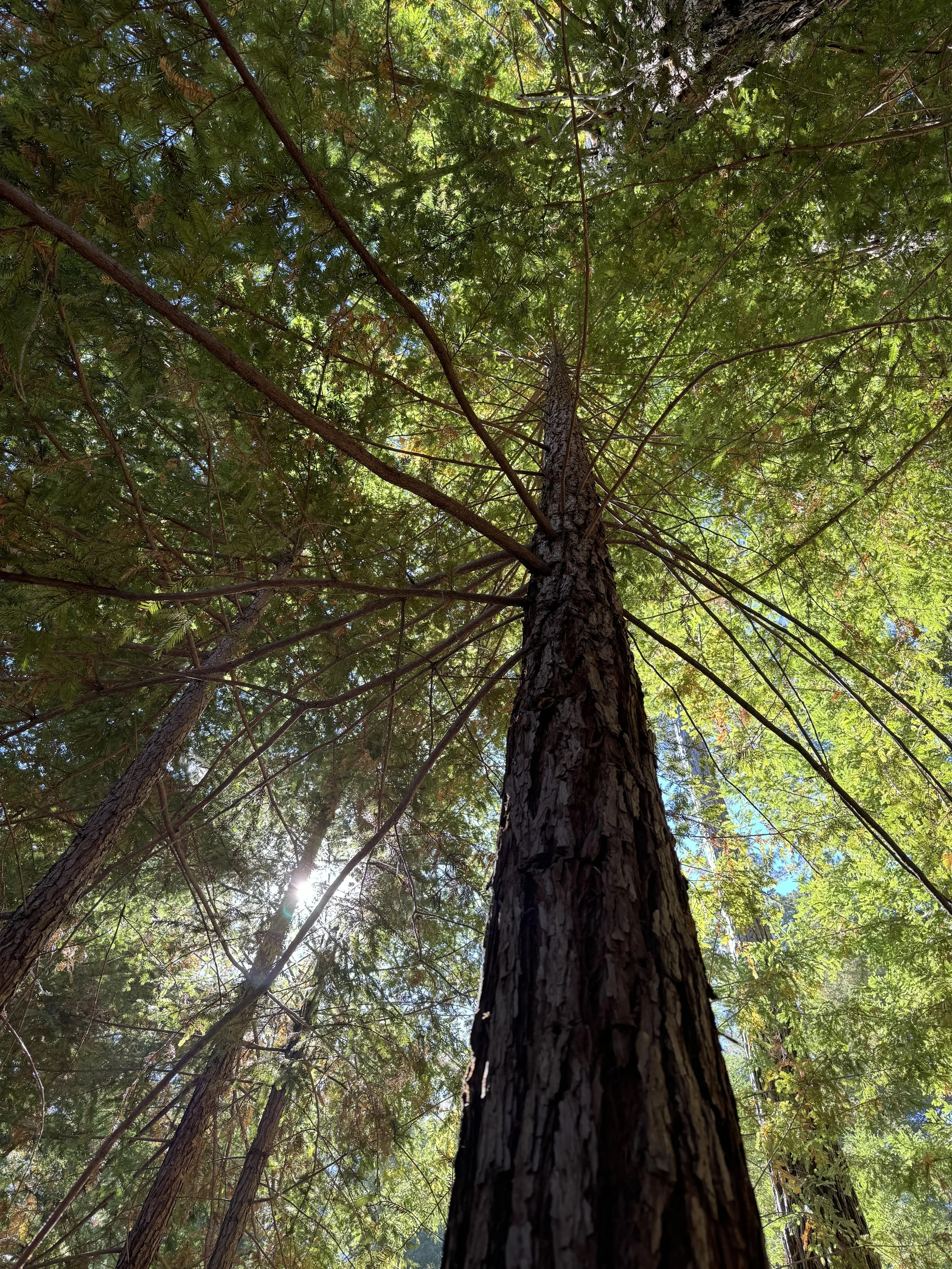 Looking up at tall trees in a forest, with sunlight filtering through the green leaves.