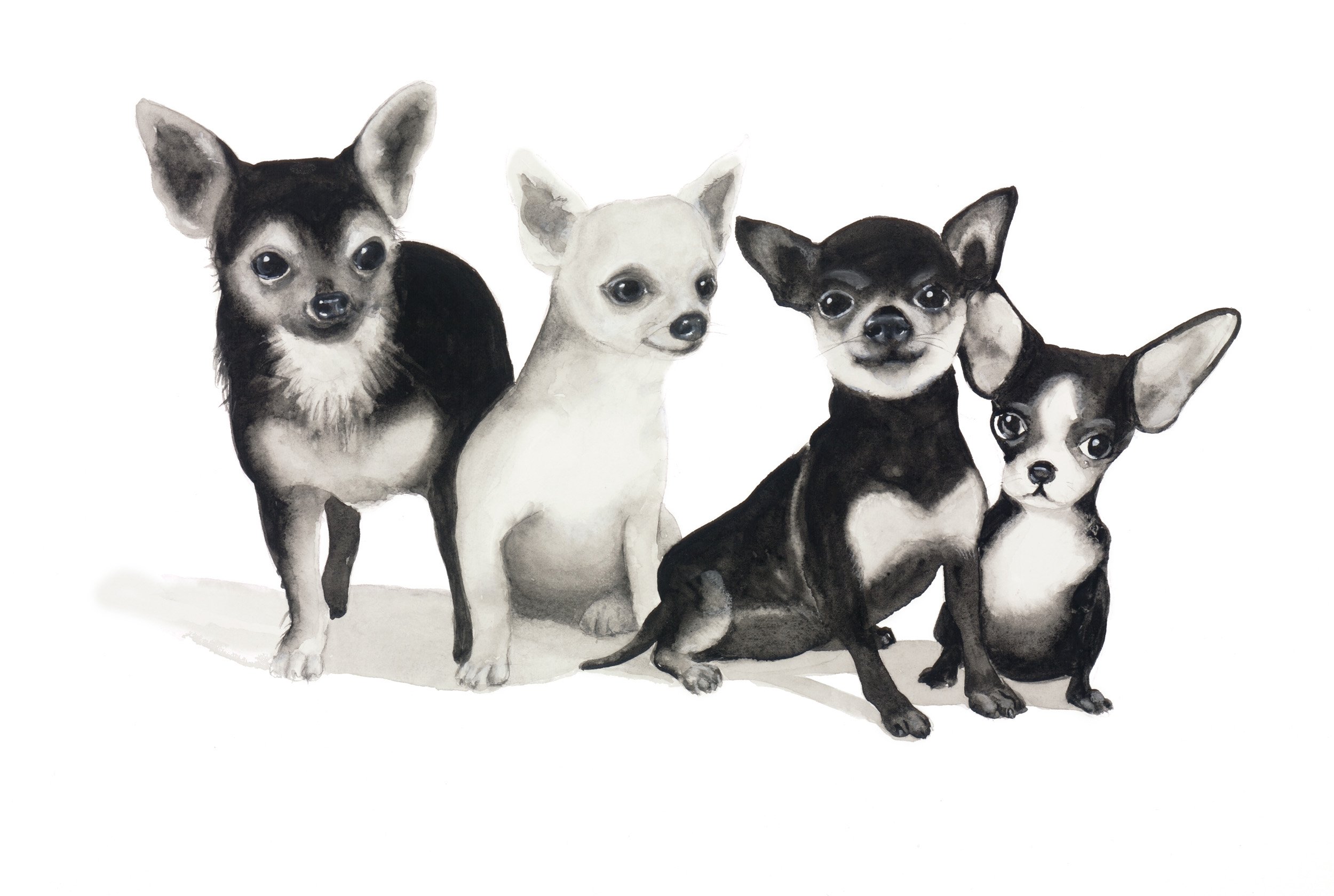 Chihuahuas