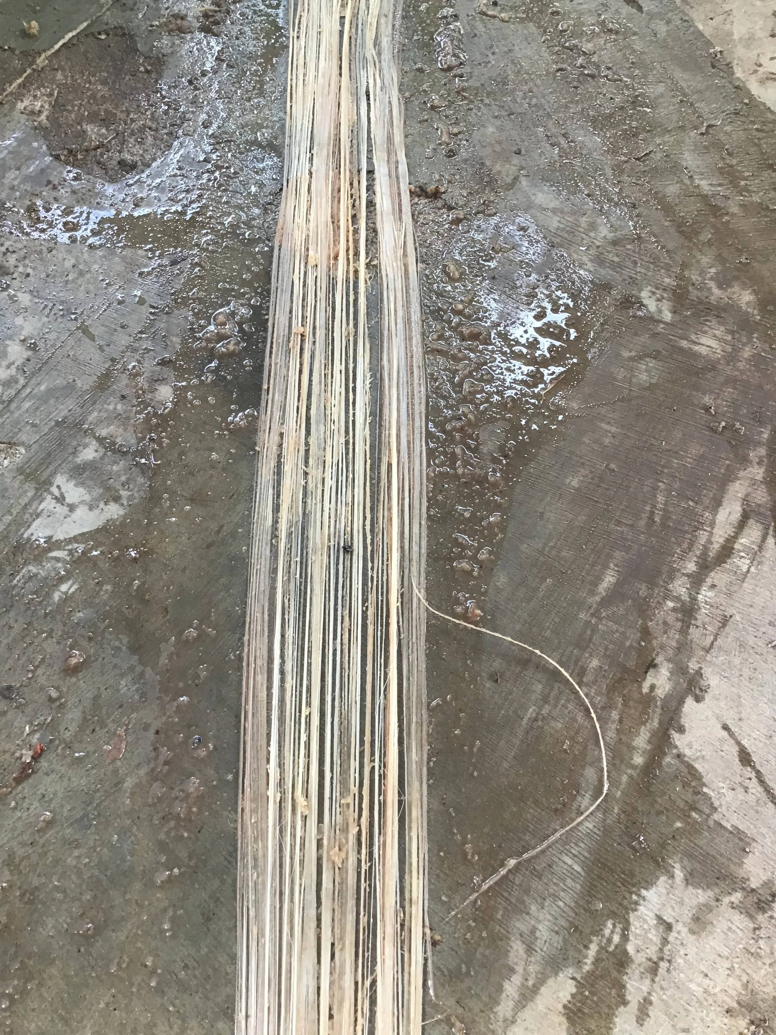 Banana fiber extraction / Costa Rica 2021