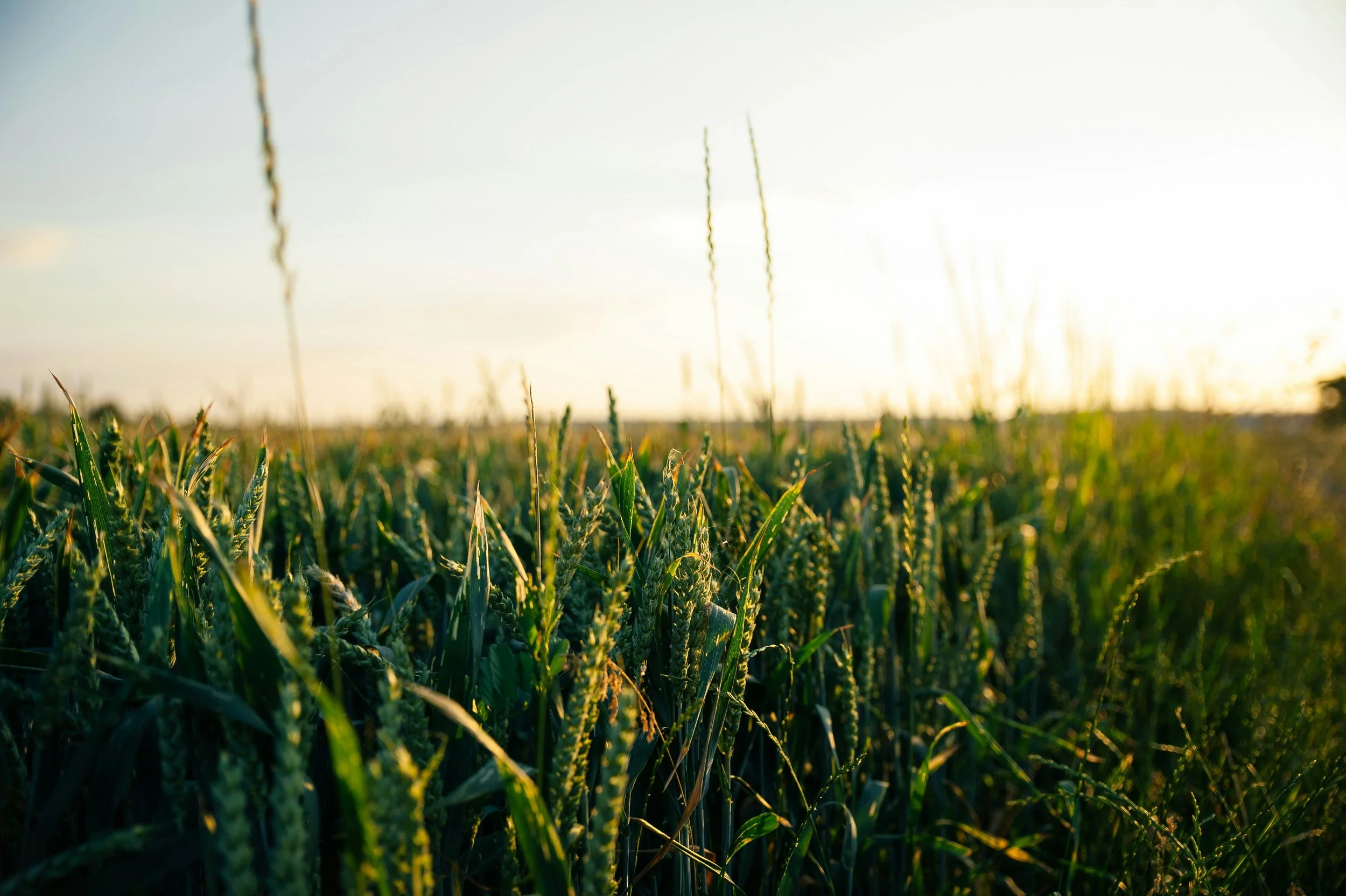 Field of green wheat under a clear sky at sunset.
