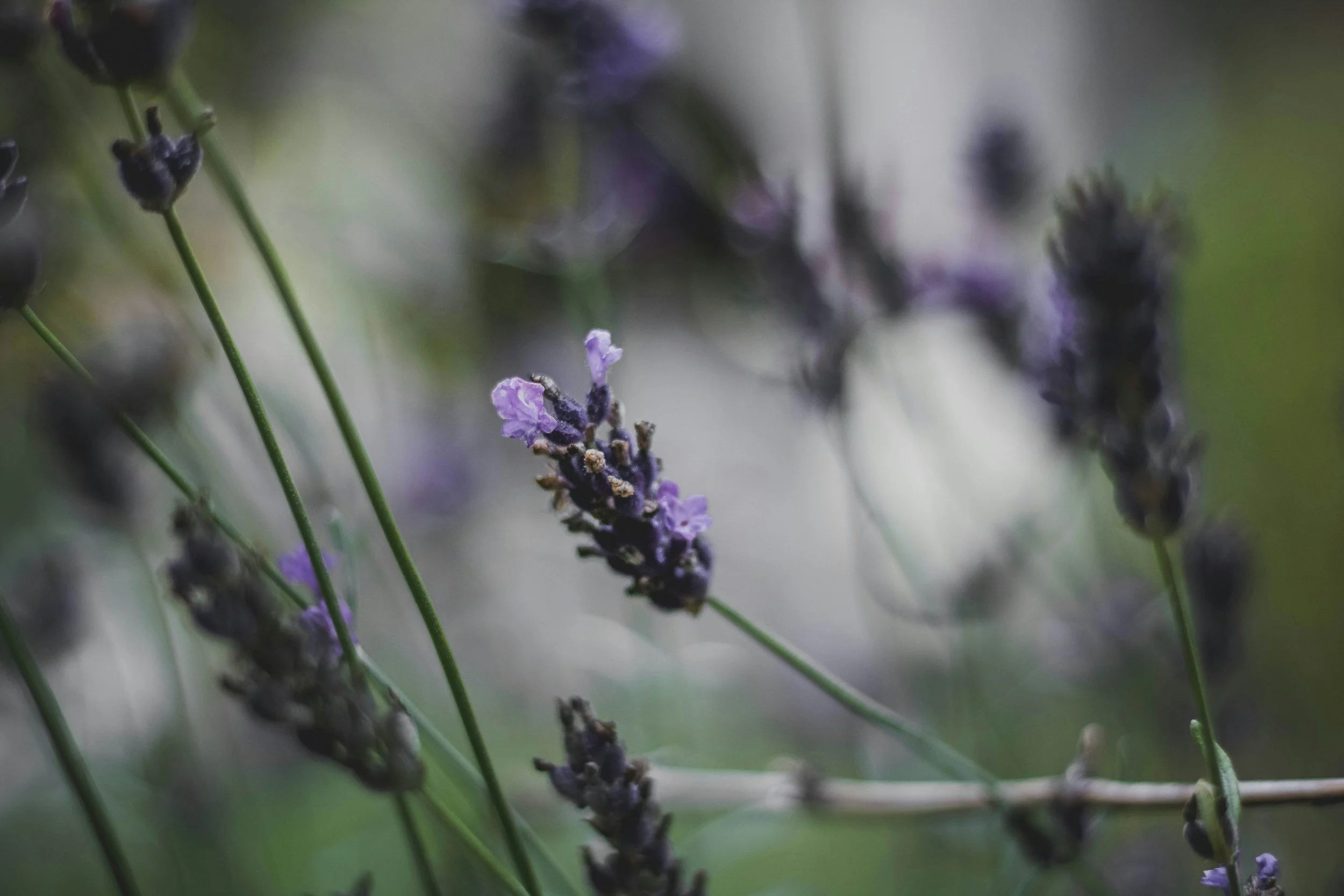 Close-up of purple lavender flowers on green stems with a blurred background.