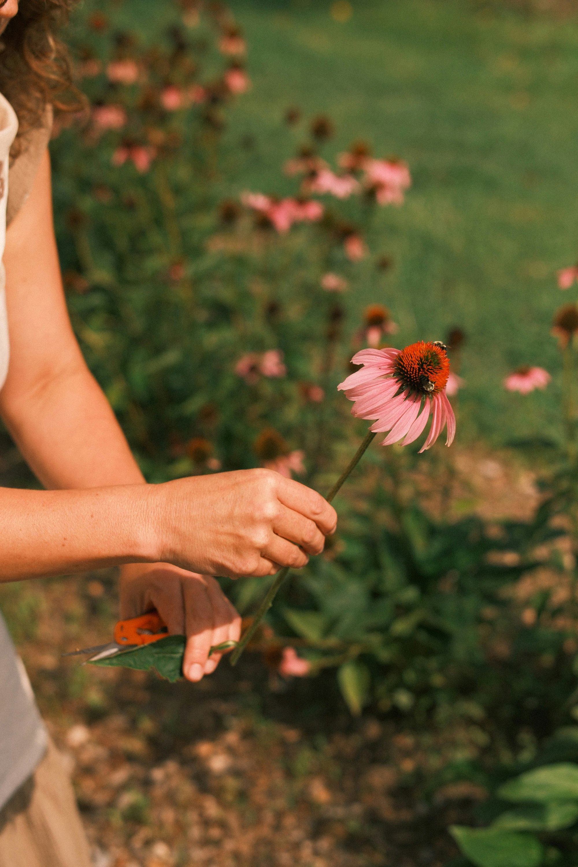 Homeopathy for Emotional Balance: Remedies for Stress, Anxiety, and Grief