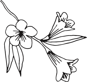 Simple line drawing of a flower with leaves