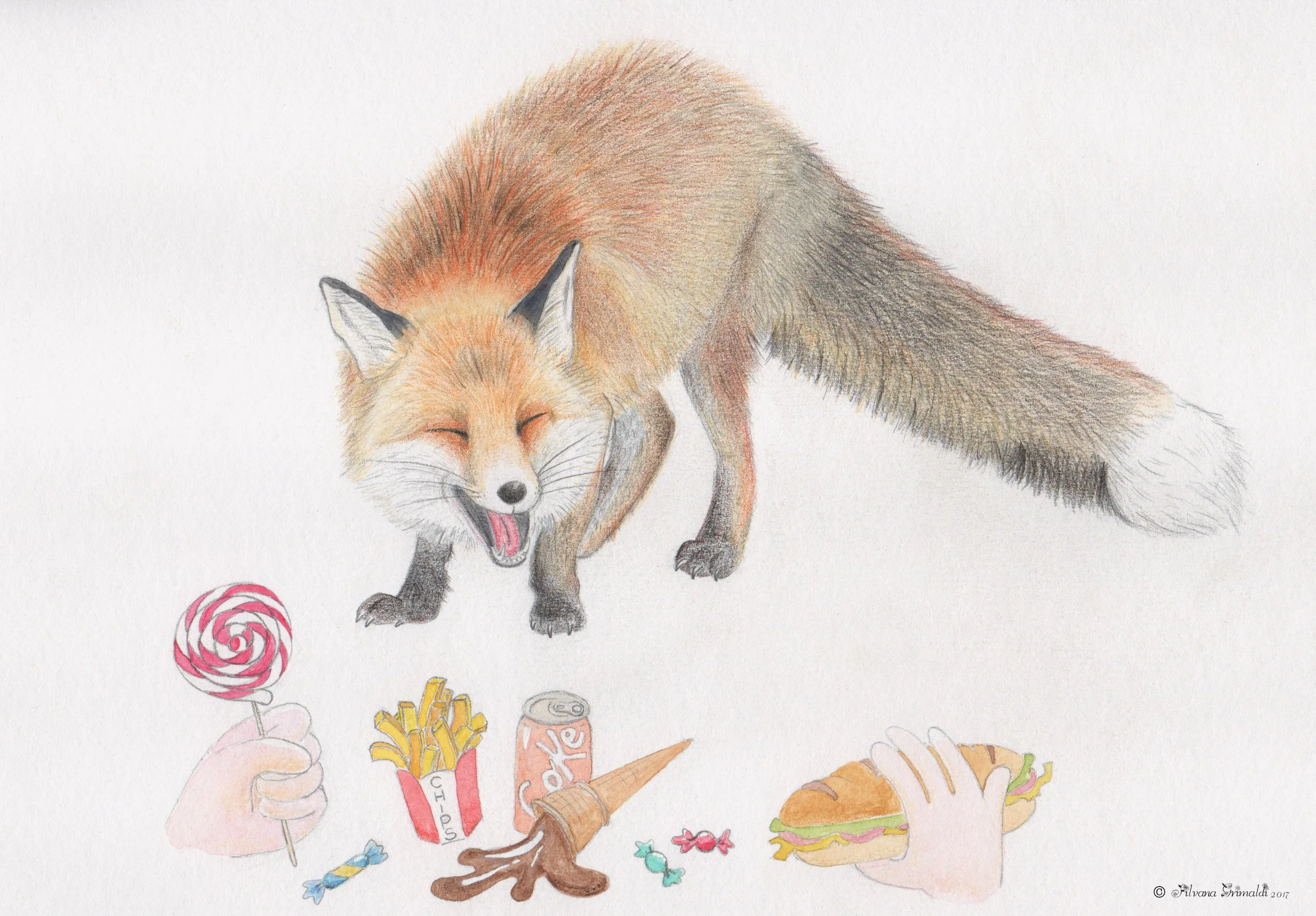 Illustrazione sulla volpe.