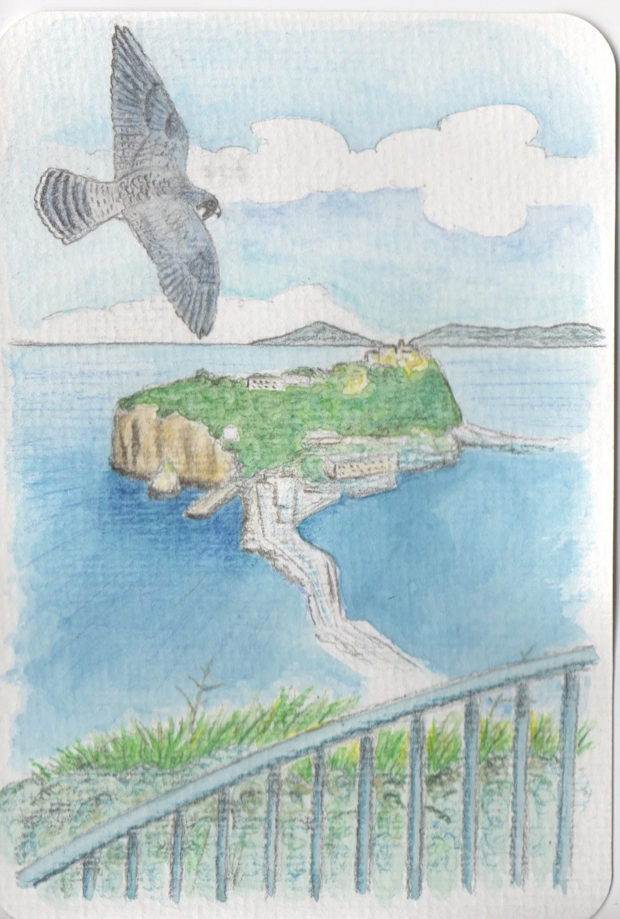 Falco pellegrino.
Acquerello e pastelli.