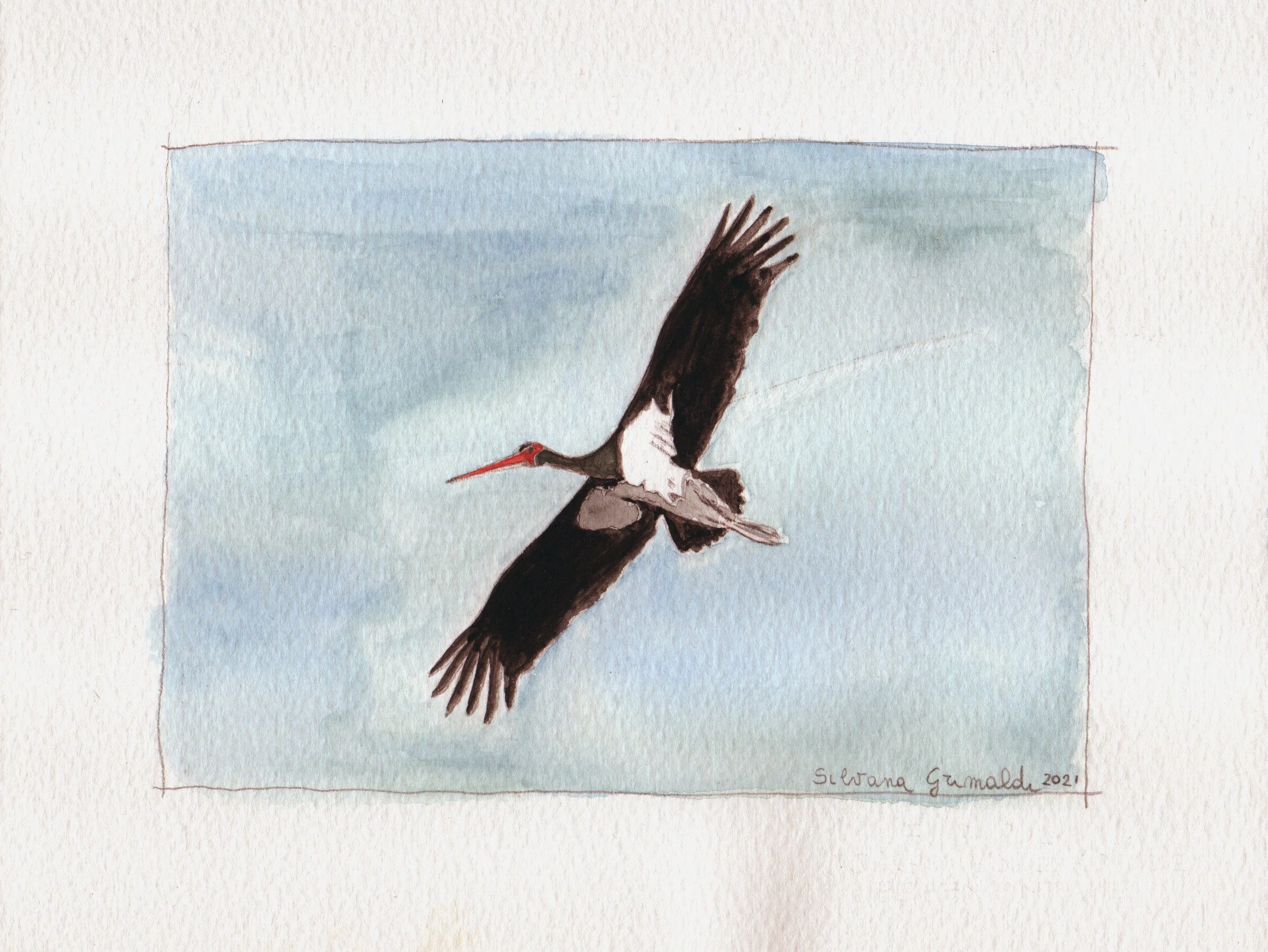 Cicogna nera.
Acquerello.