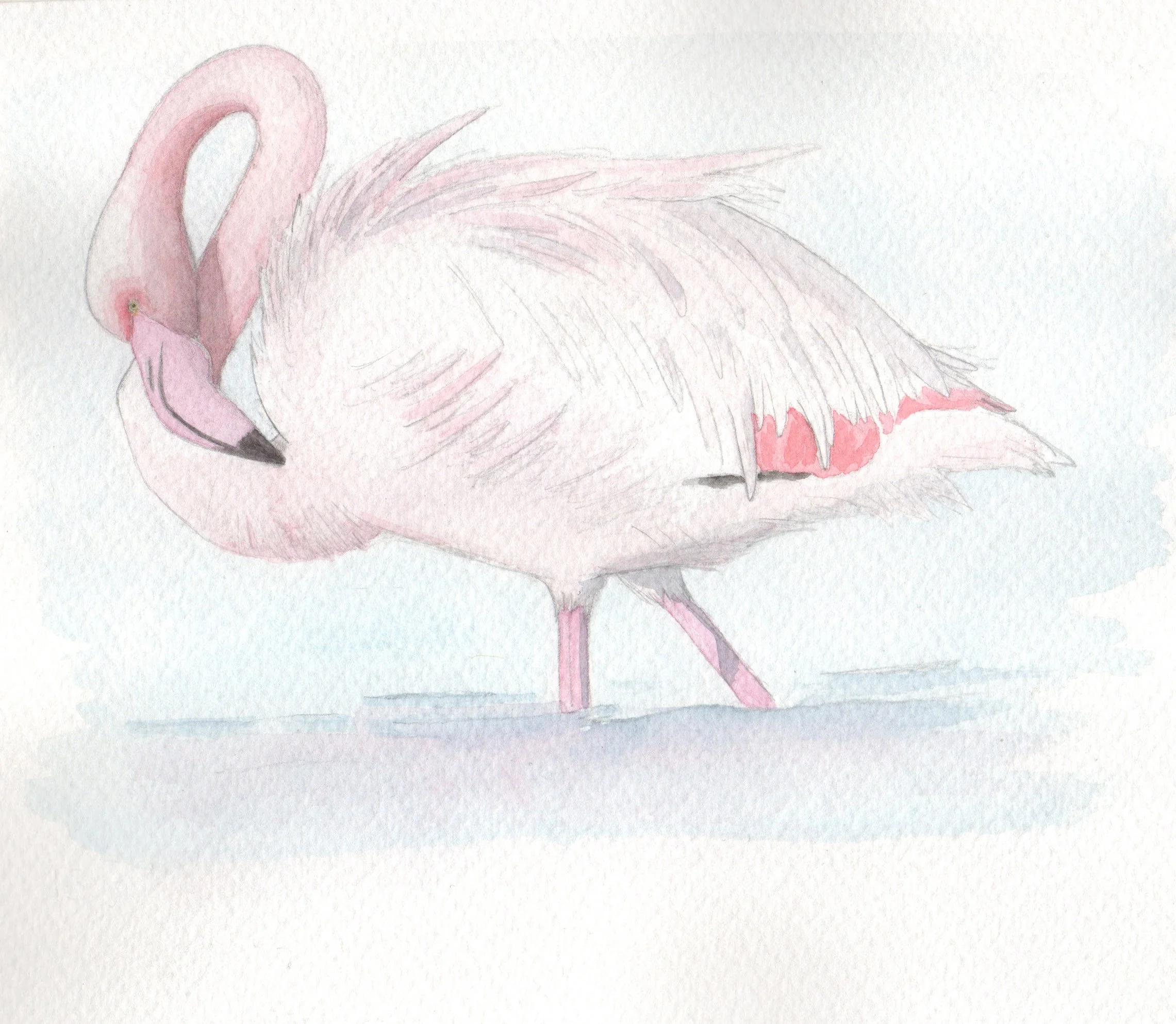 Fenicottero. Acquerello.