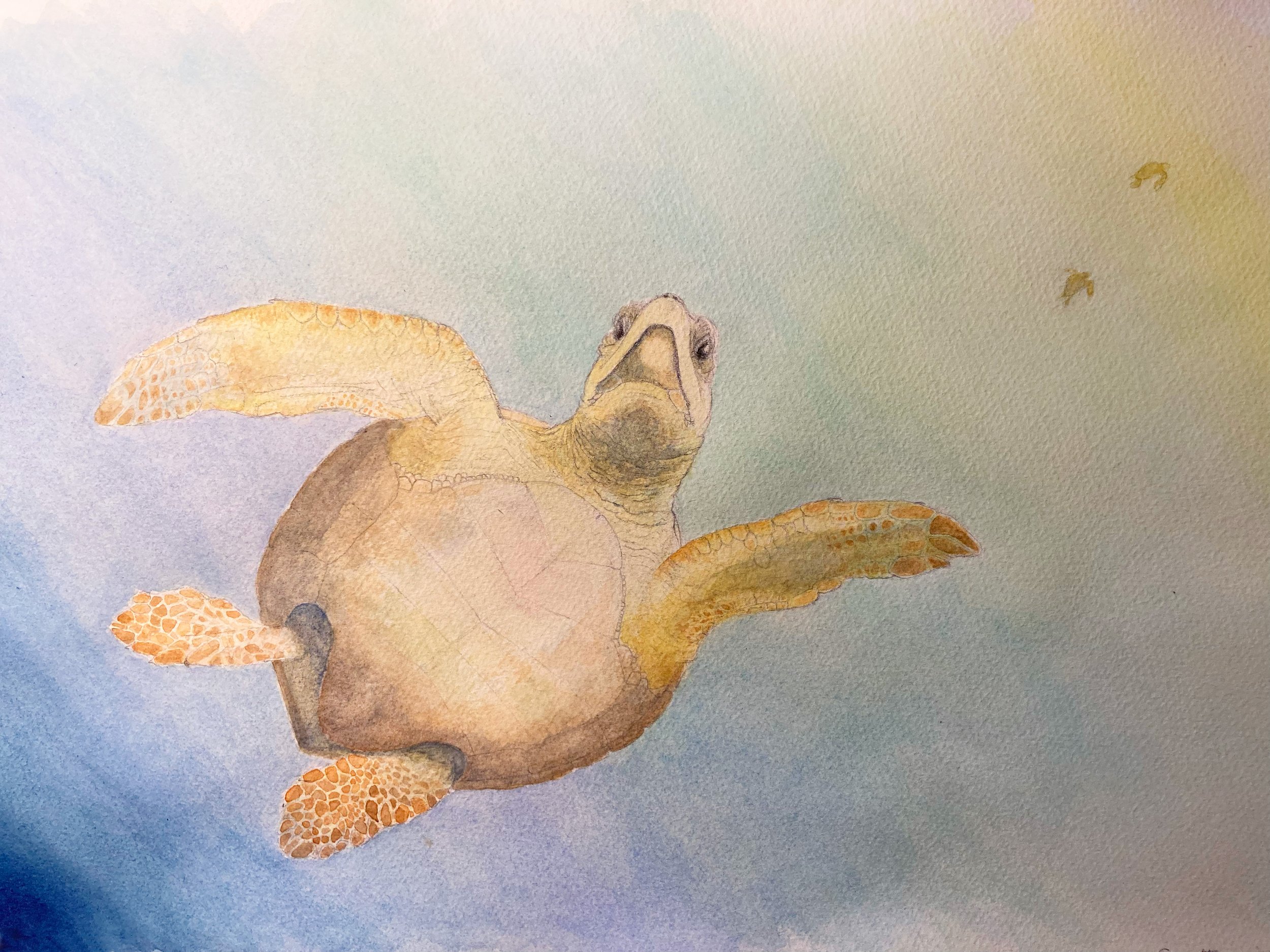 Caretta caretta.
Acquerello e pastello.