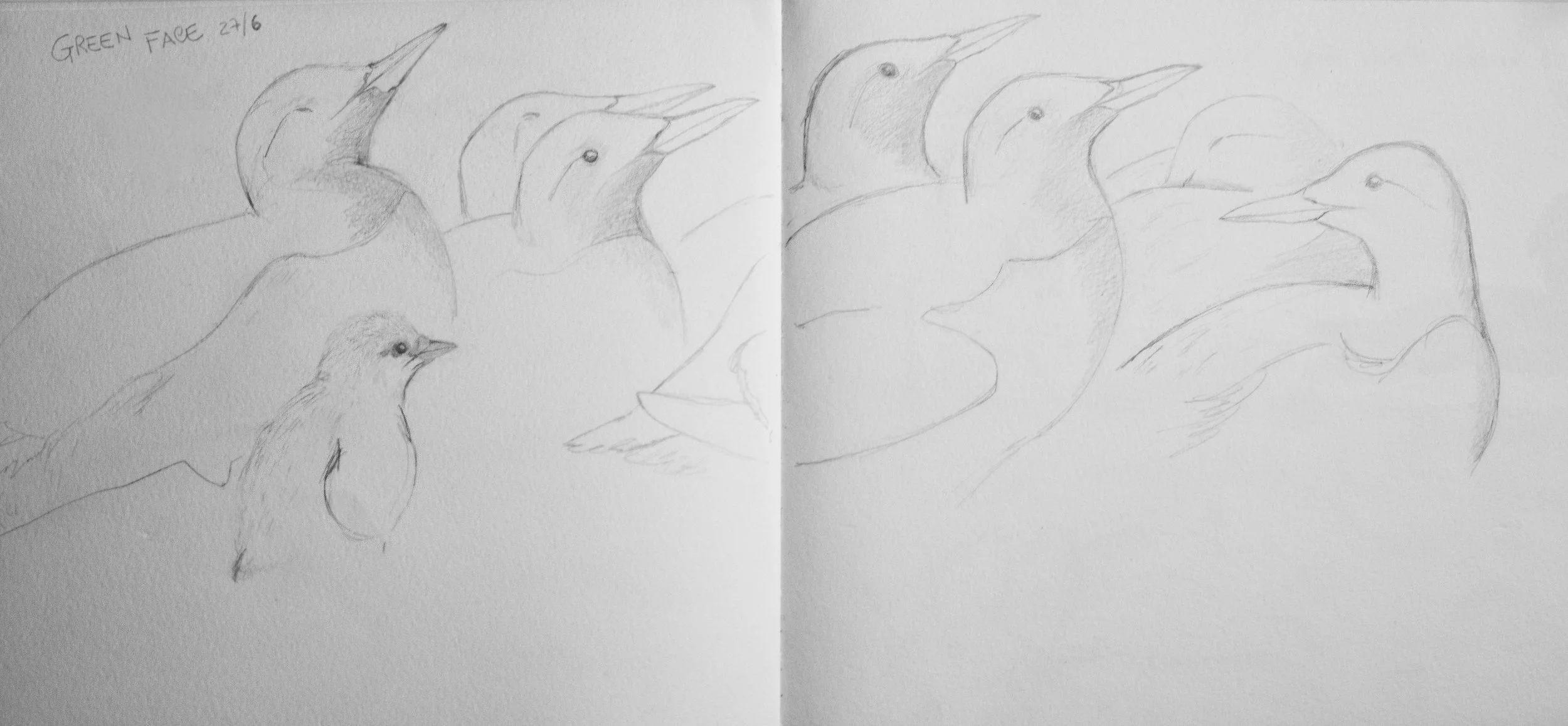 Schizzi a matita di urie scozzesi.