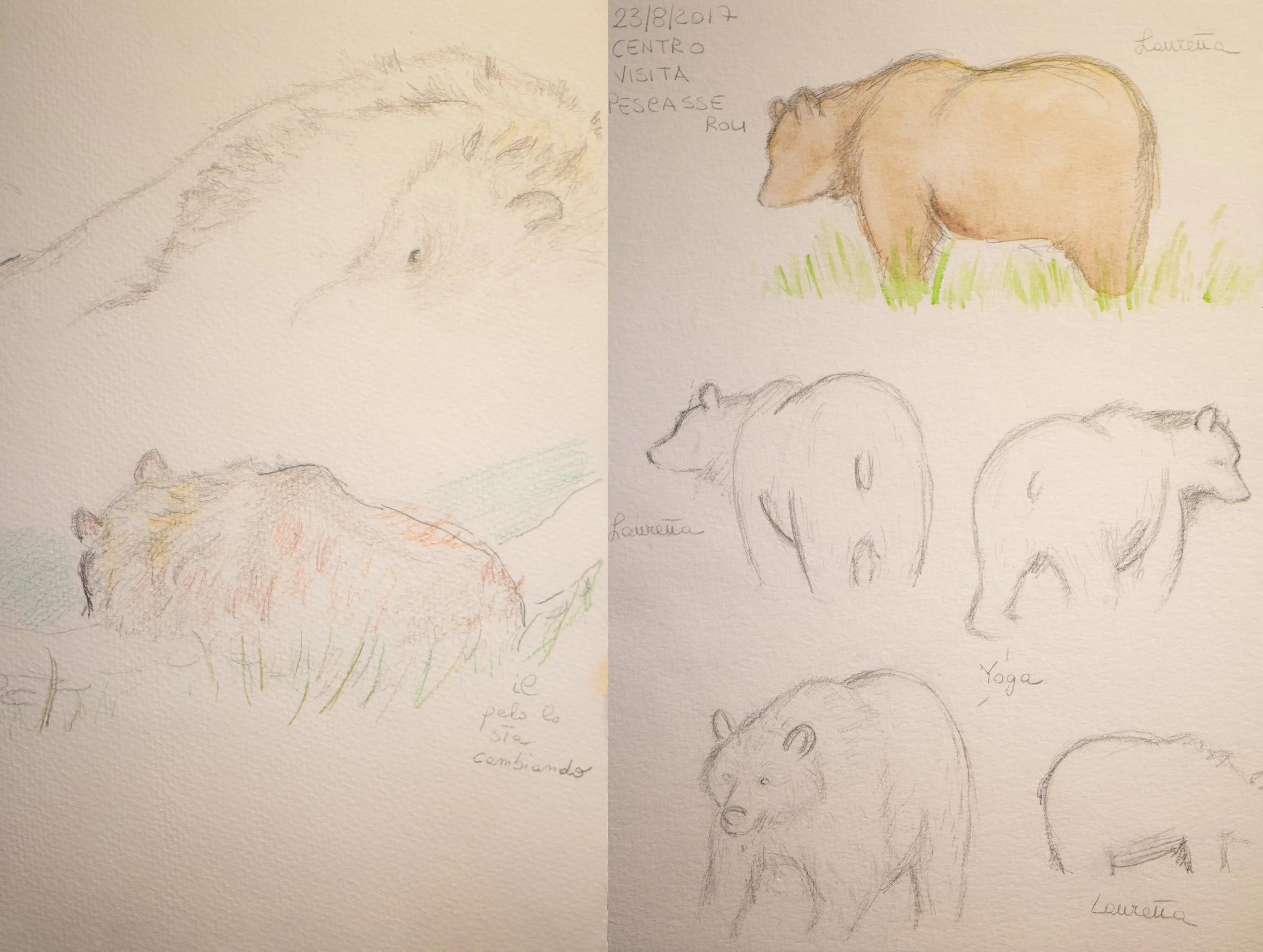 Schizzi a matita di orso  bruno marsicano.