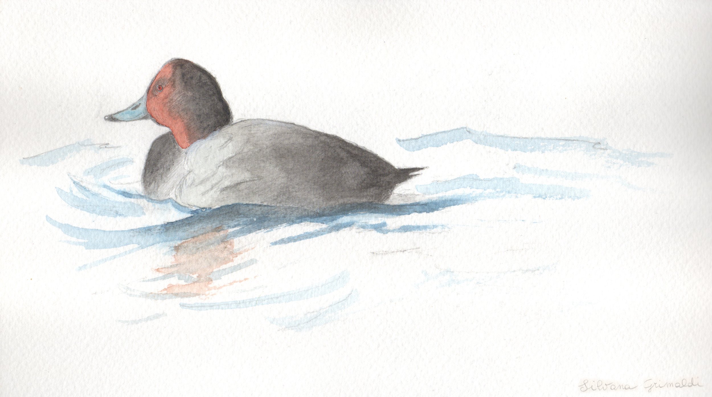 Moriglione. Acquarello e pastelli.