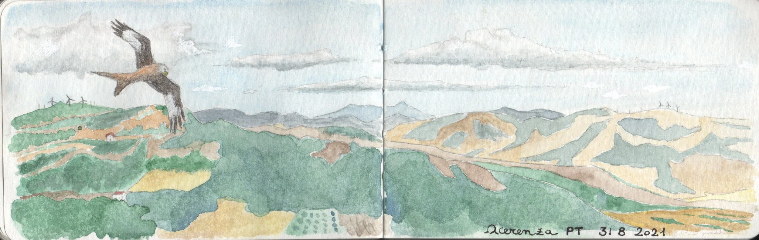 Nibbio reale. Acquerelli.