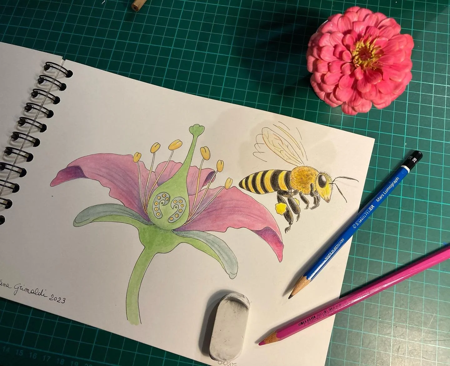 Illustrazione sull'impollinazione. Pastelli acquarellabili.
