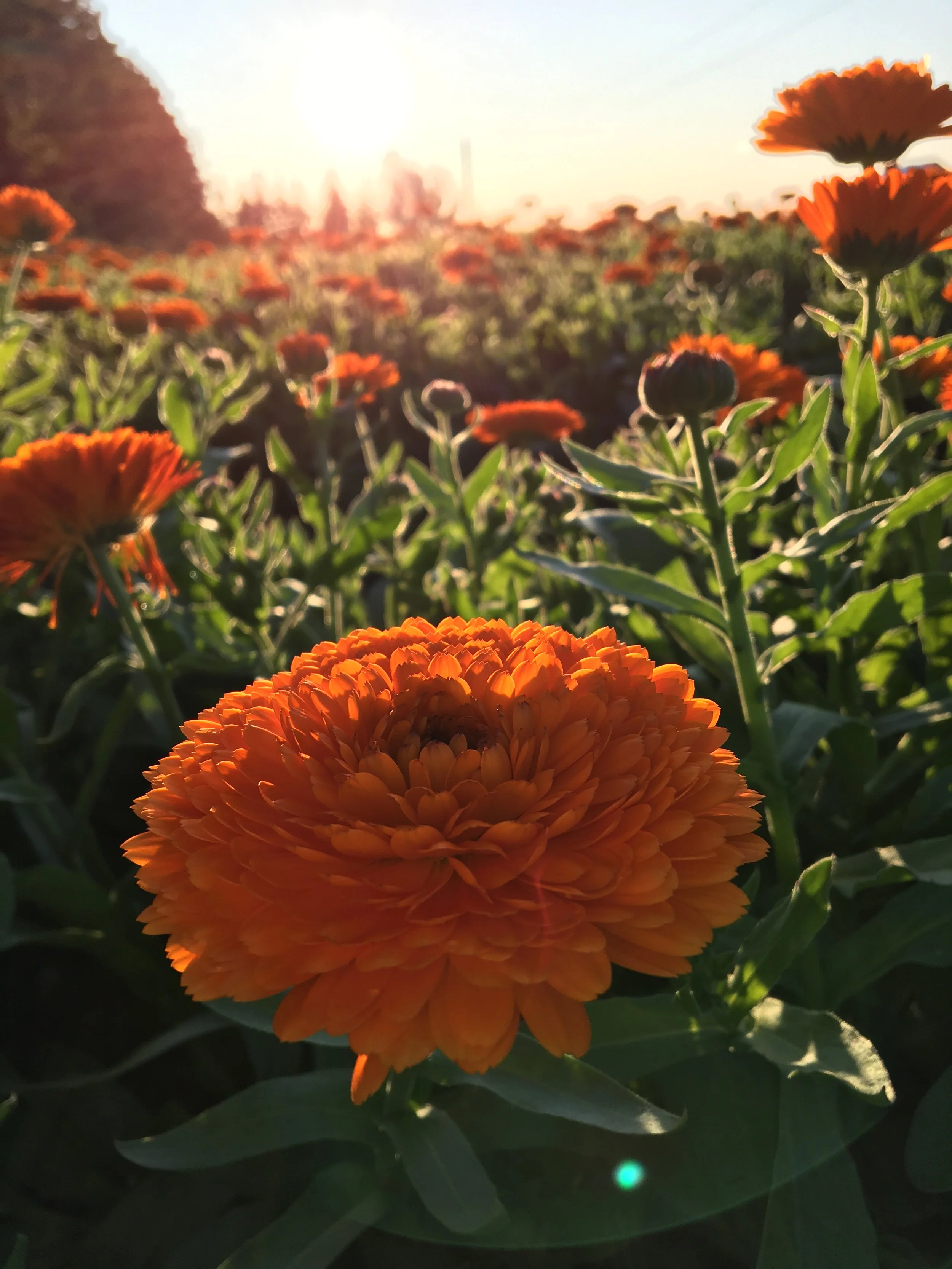 Calendula at the farm during a sunset.  Fresh herbs in the field waiting to be harvested