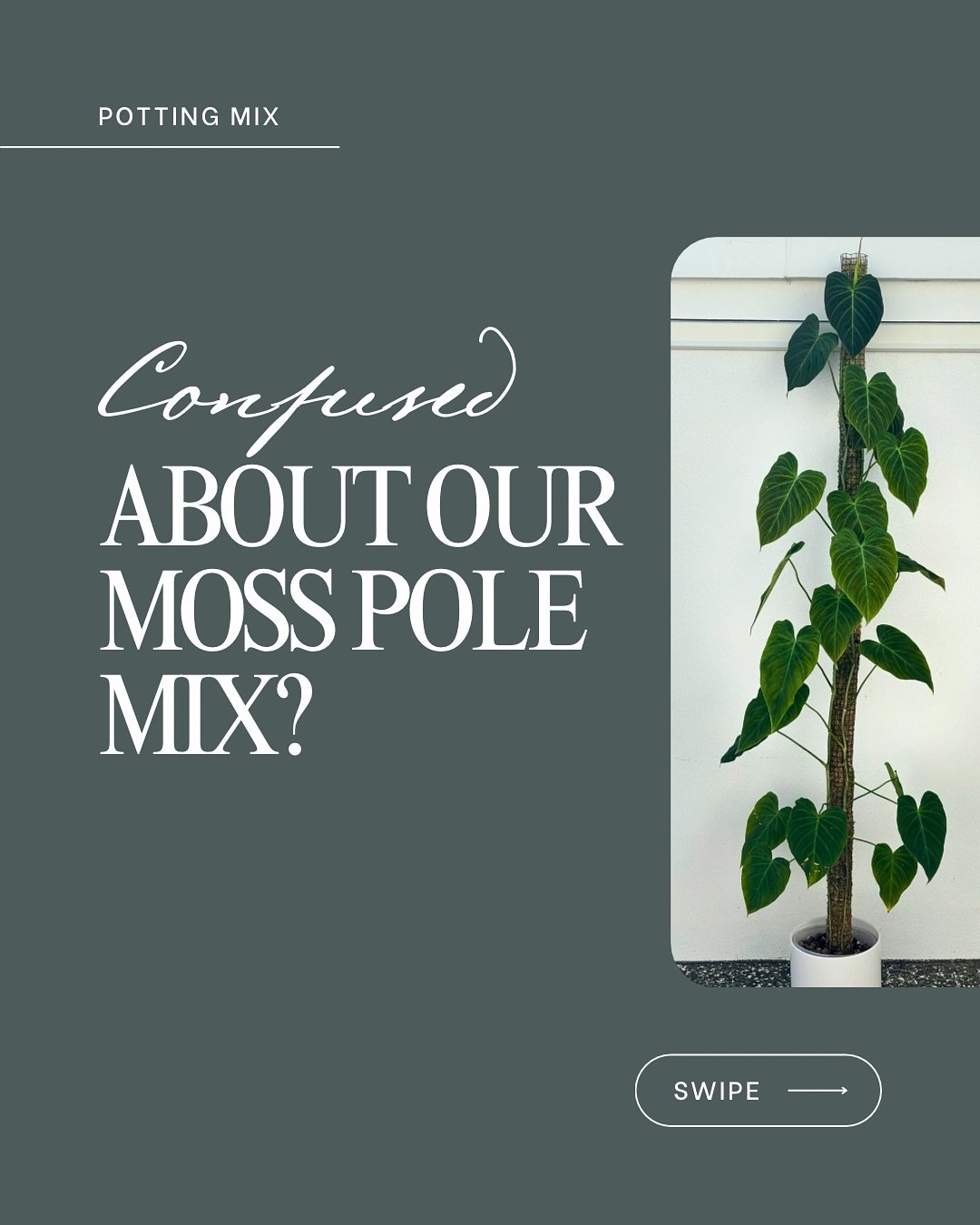 Got a climbing plant on a moss pole?
You need a potting mix that works with your watering routine &mdash; not against it. 💦

🌿 The Repotting Co&rsquo;s Moss Pole Mix is made specifically for use in moss pole setups.

Designed to drain fast, stay ai