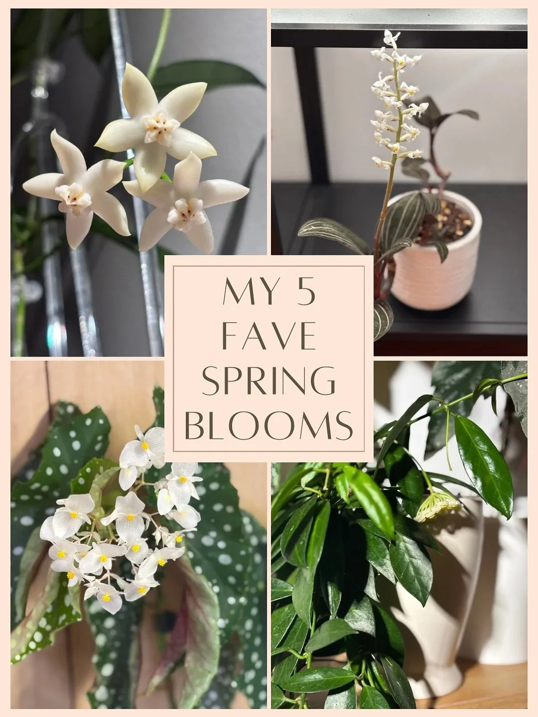 ✨ Spring has sprung in my plant collection and my home smells DIVINE! 🌸
These beautiful blooms are making my space feel magical this season! 

From my super bloomer Hoya Lacunosa with 8 flowers at once to my first-time bloomer Hoya Nabawanensis that
