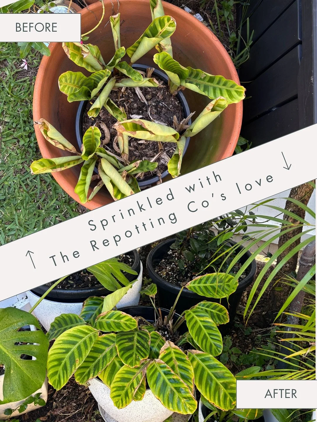 ✨ There&rsquo;s something really special about watching my clients&rsquo; plants (and their love for them) grow 🌿

These transformations didn&rsquo;t happen overnight &mdash; they came from the right mix, gentle repotting, and a whole lot of care. E