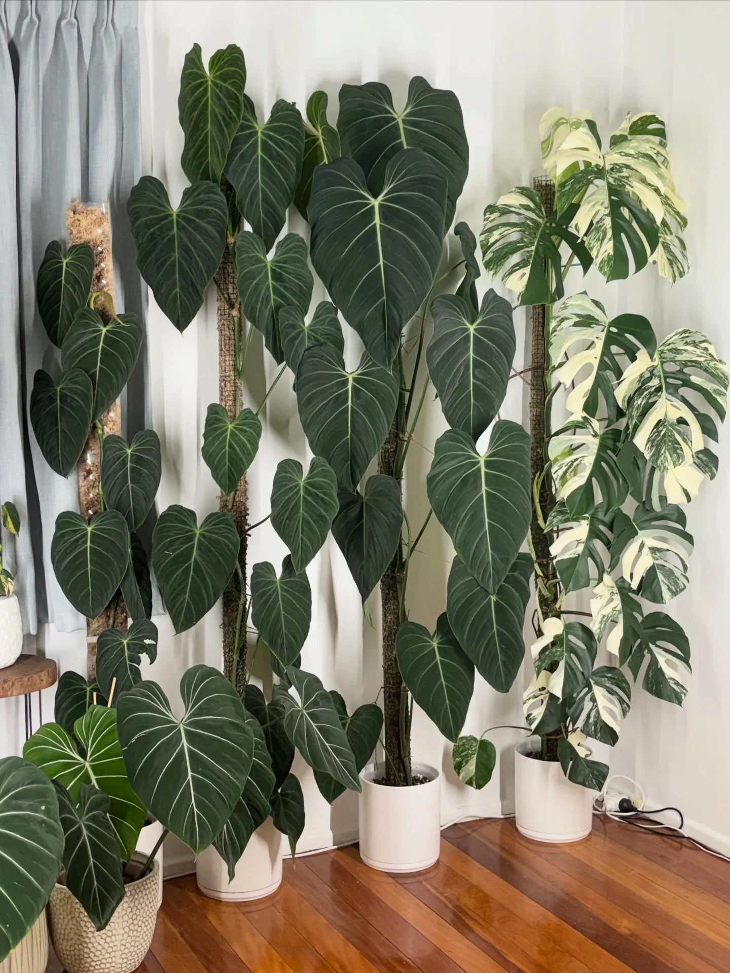 Before the chop and extend, I had to capture my favourite little moss pole corner in all its glory ✂️🌿

There is something so satisfying about watching these plants climb, mature, and turn into absolute showstoppers. 

The chop is always a little ne