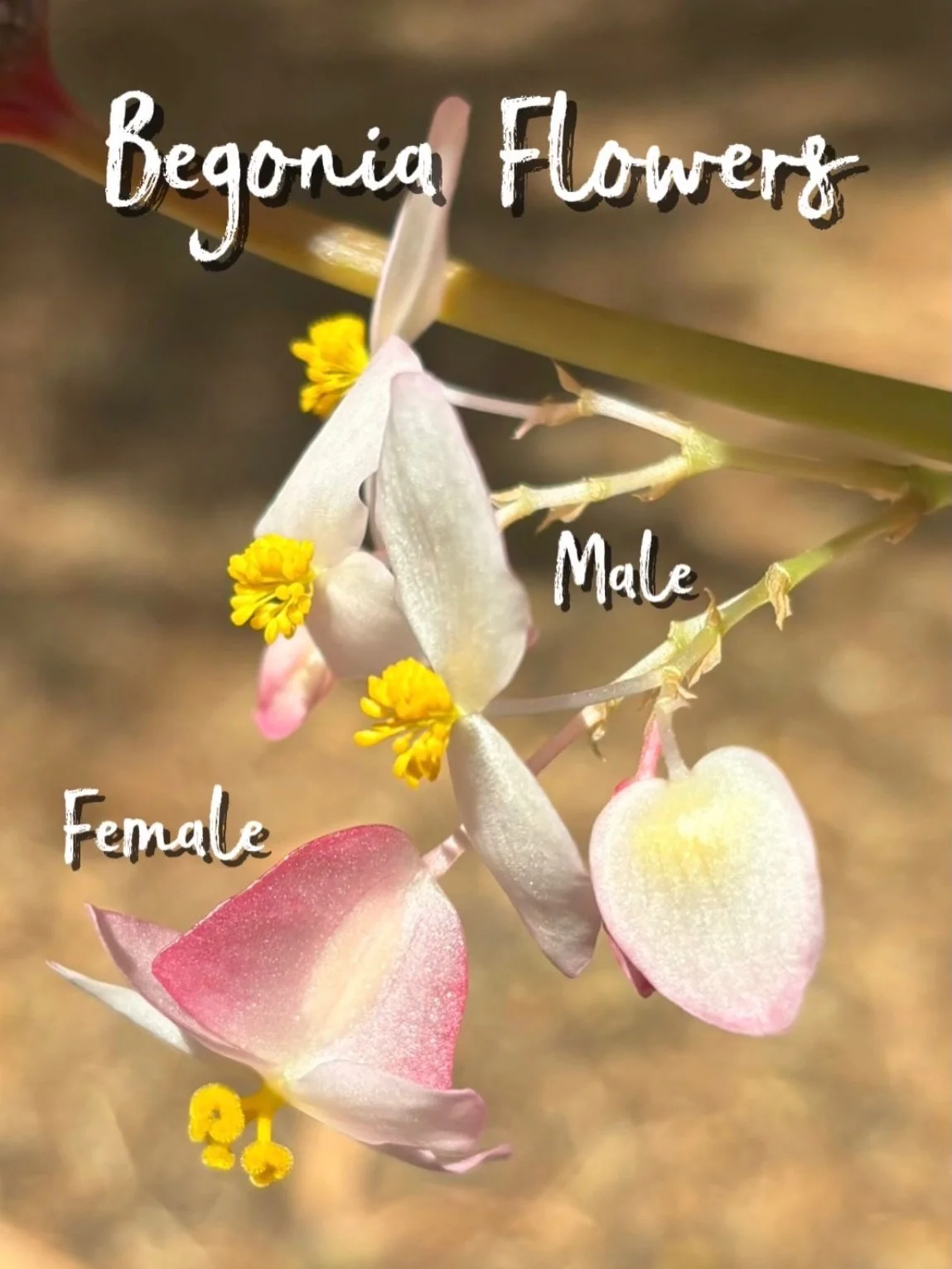 👀&nbsp;Up close &amp; personal with Begonia blooms! I found another stunning example today in my collection of the two different types of Begonia flowers - male &amp; female. 🌸

The male flower typically flowers first and looks like an opening clam