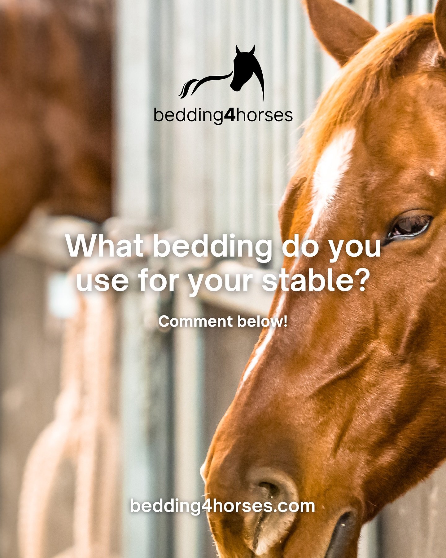 What bedding do you use for your stable?! 🐴🛏️

Comment Below 👇 We would love to hear from you!

Discover our range of bedding at bedding4horses.com

&bull;

#horse #horseriding #horses #stable #horseshow #horsesofinstagram #horsestable #horsebeddi