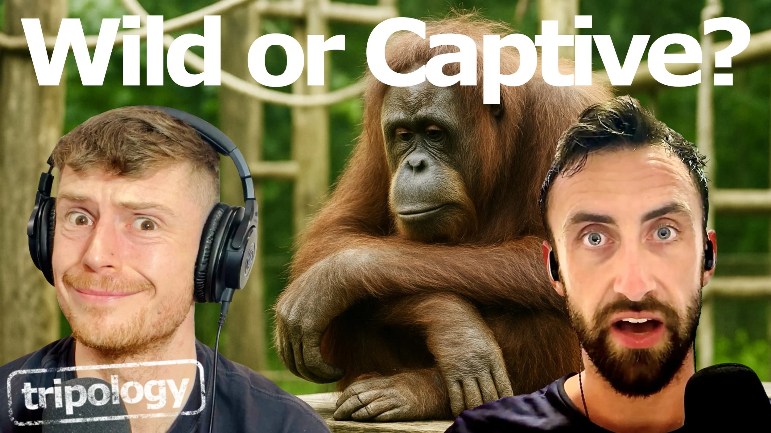 Should You Visit Sepilok? Inside Borneo's Controversial Orangutan Rehabilitation Centre