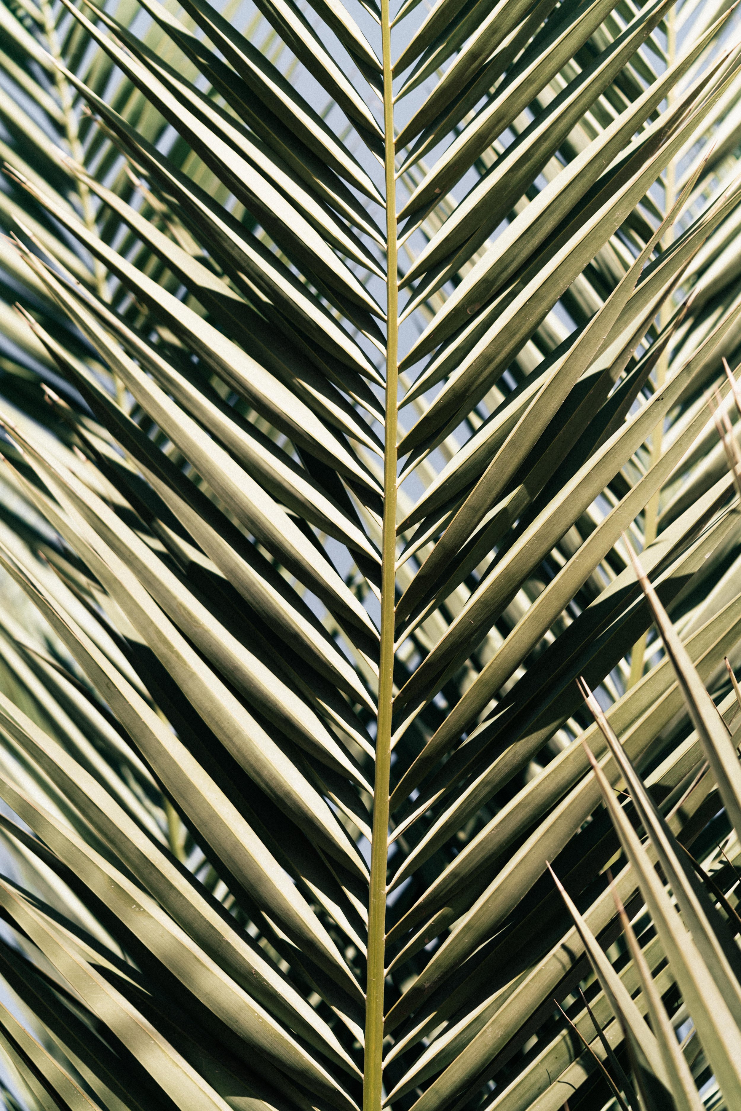_DSC6700.jpeg