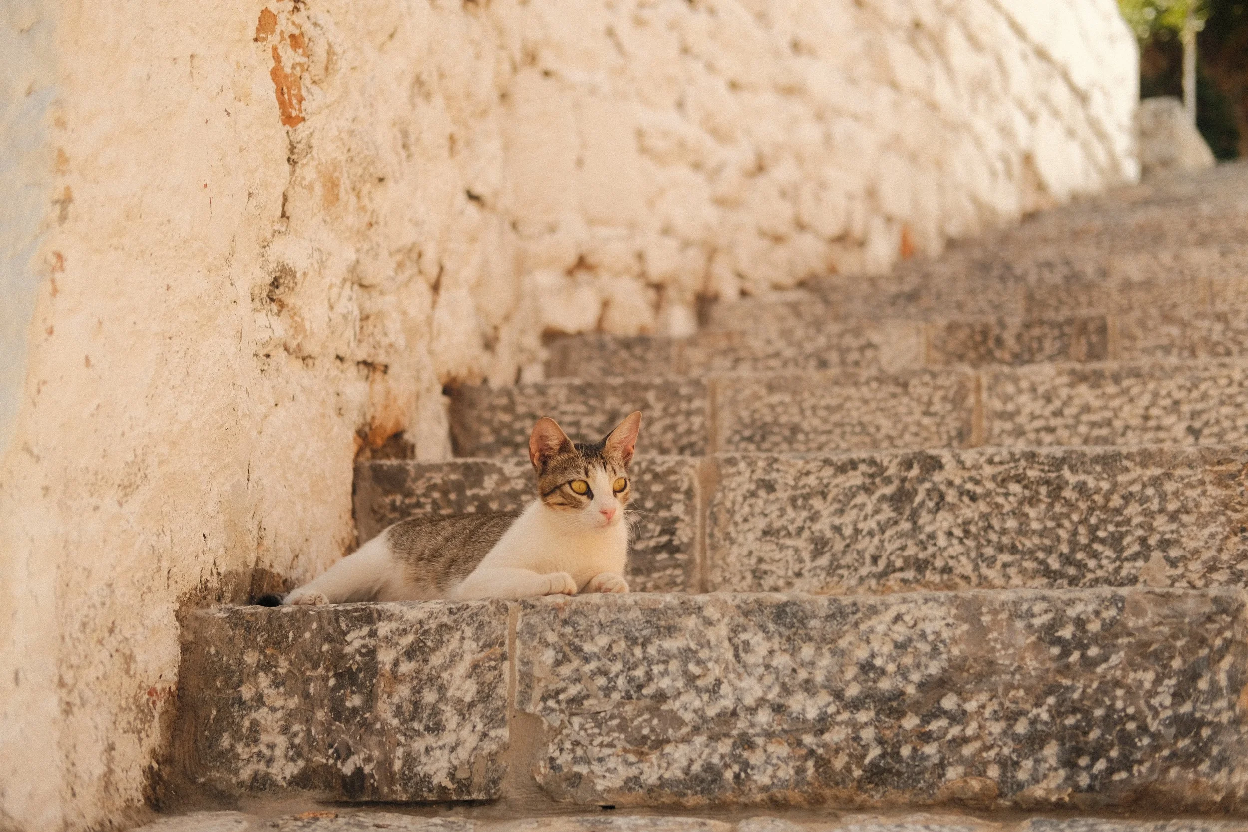 DSCF6890.JPG