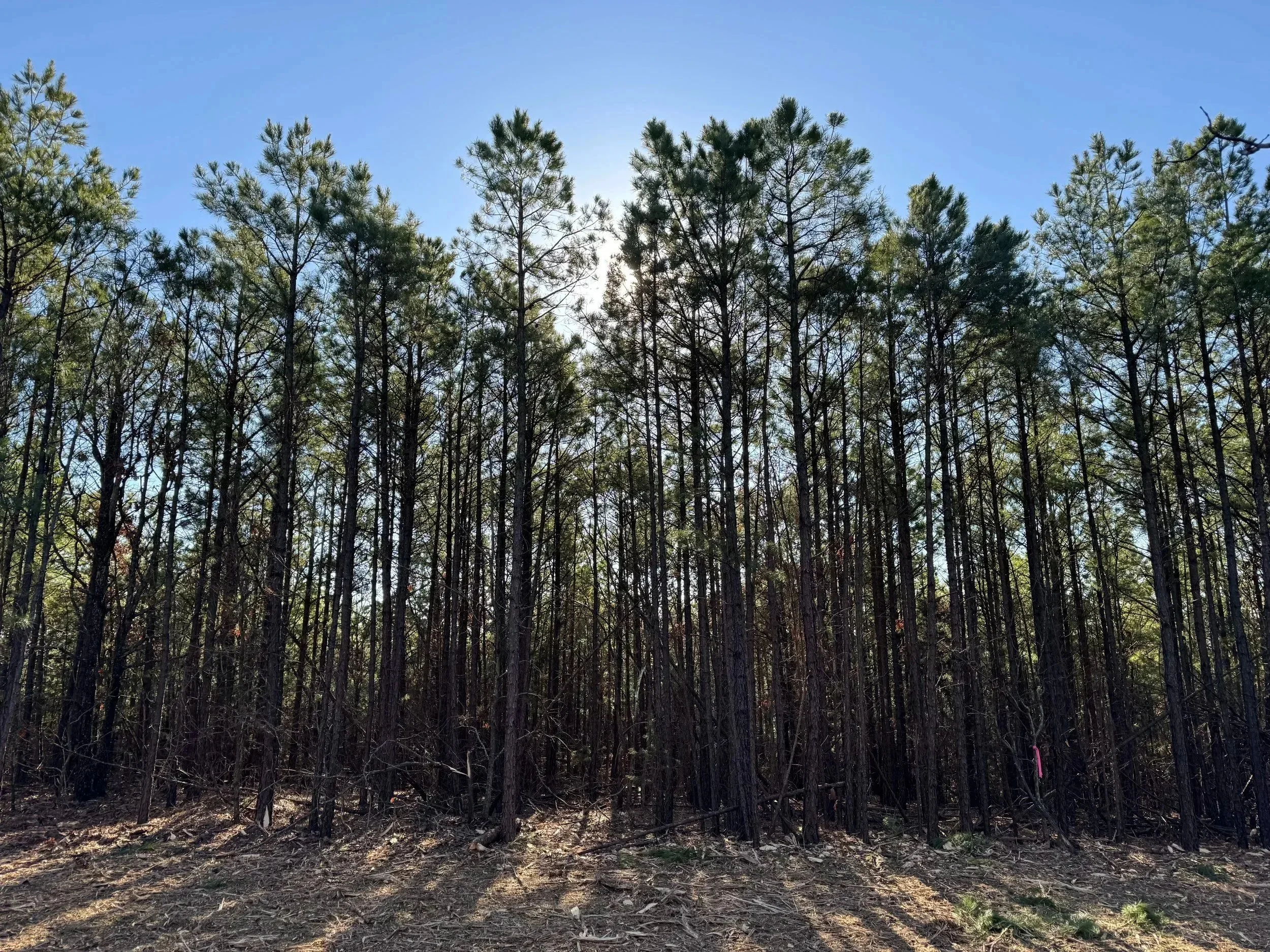 A forest of tall, thin pine trees with green foliage, sunlight filtering through and a clear blue sky above.