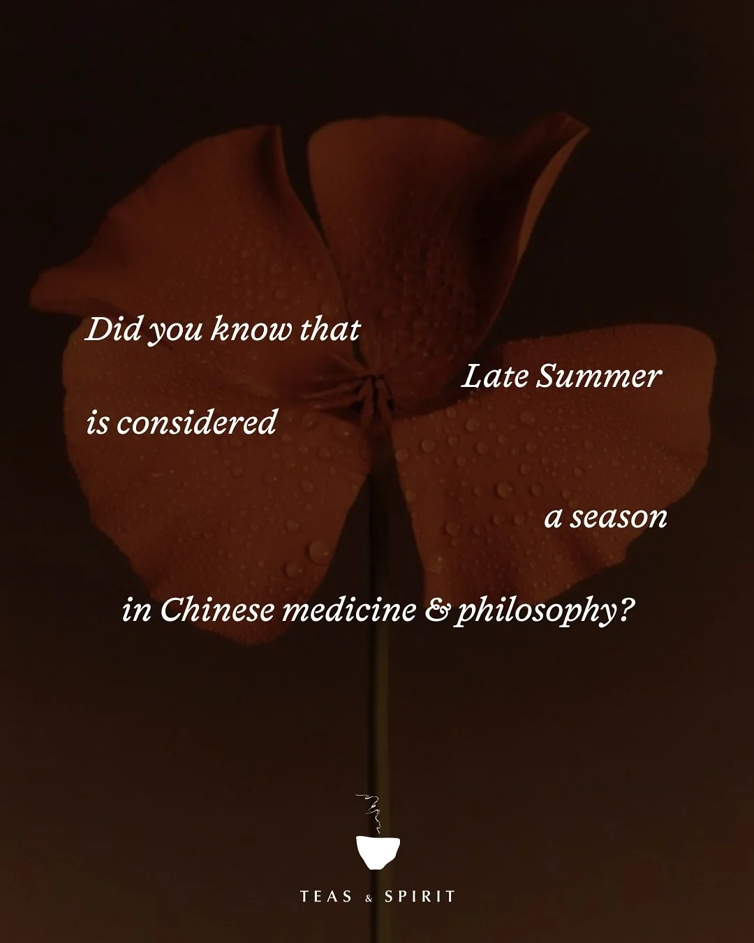 Season of Earth 🌳

#teasandspirit #tealife #latesummer #tcm #teaceremony