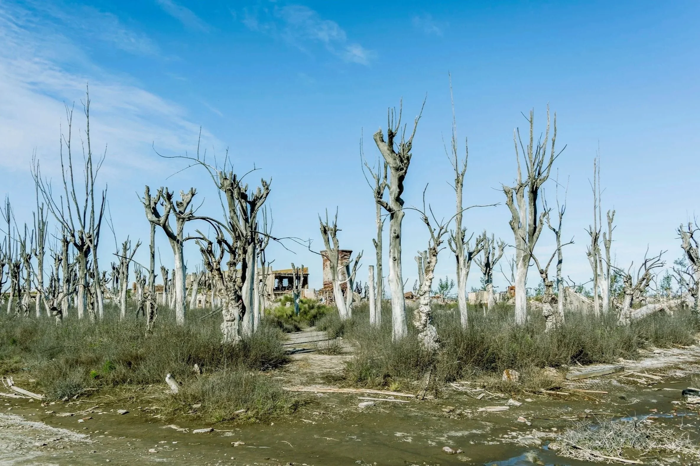 Bosque de árboles muertos en un terreno inundado por agua salada, representando la acumulación silenciosa de tensión emocional en la ansiedad constante.