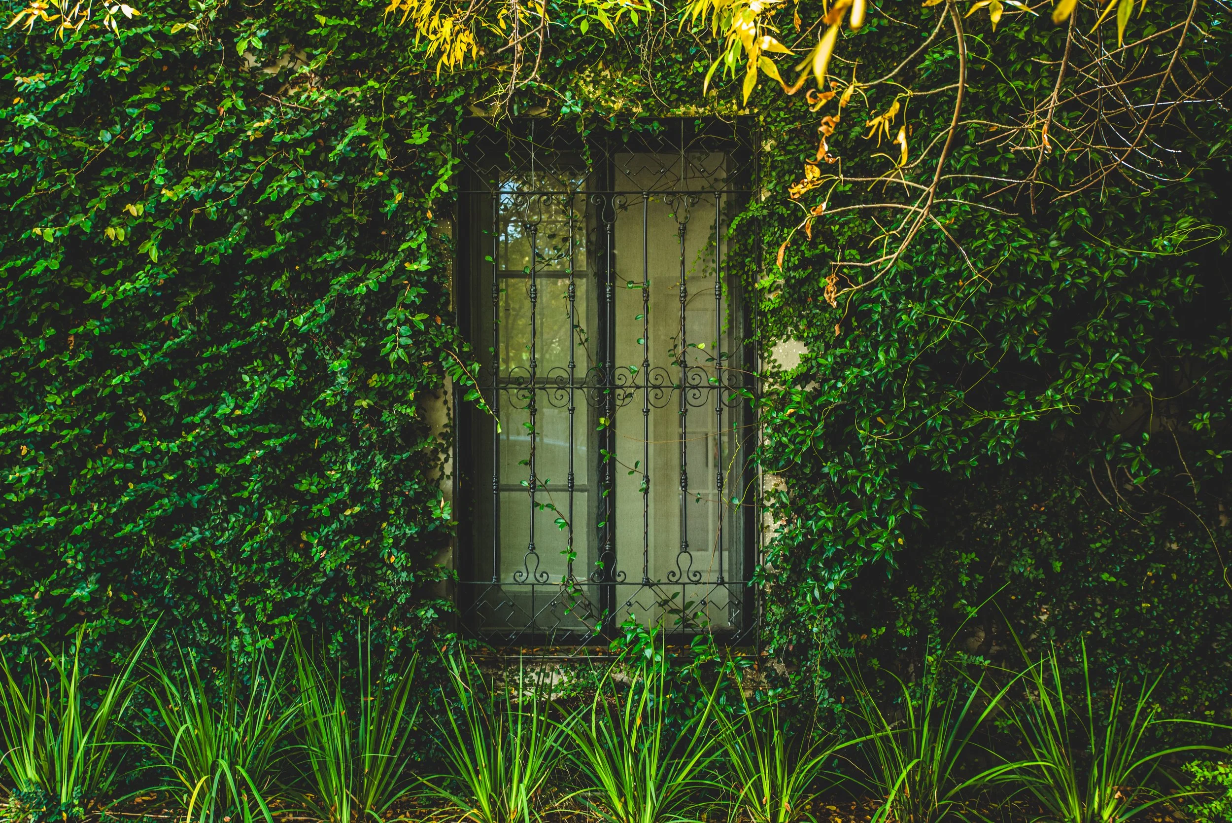 Enredaderas cubriendo una ventana con rejas — imagen que representa el estrés constante que se acumula y atrapa