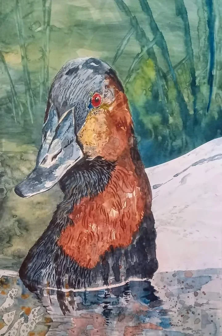 Watercolor painting of a mallard duck resting in the water with a green marshy background.