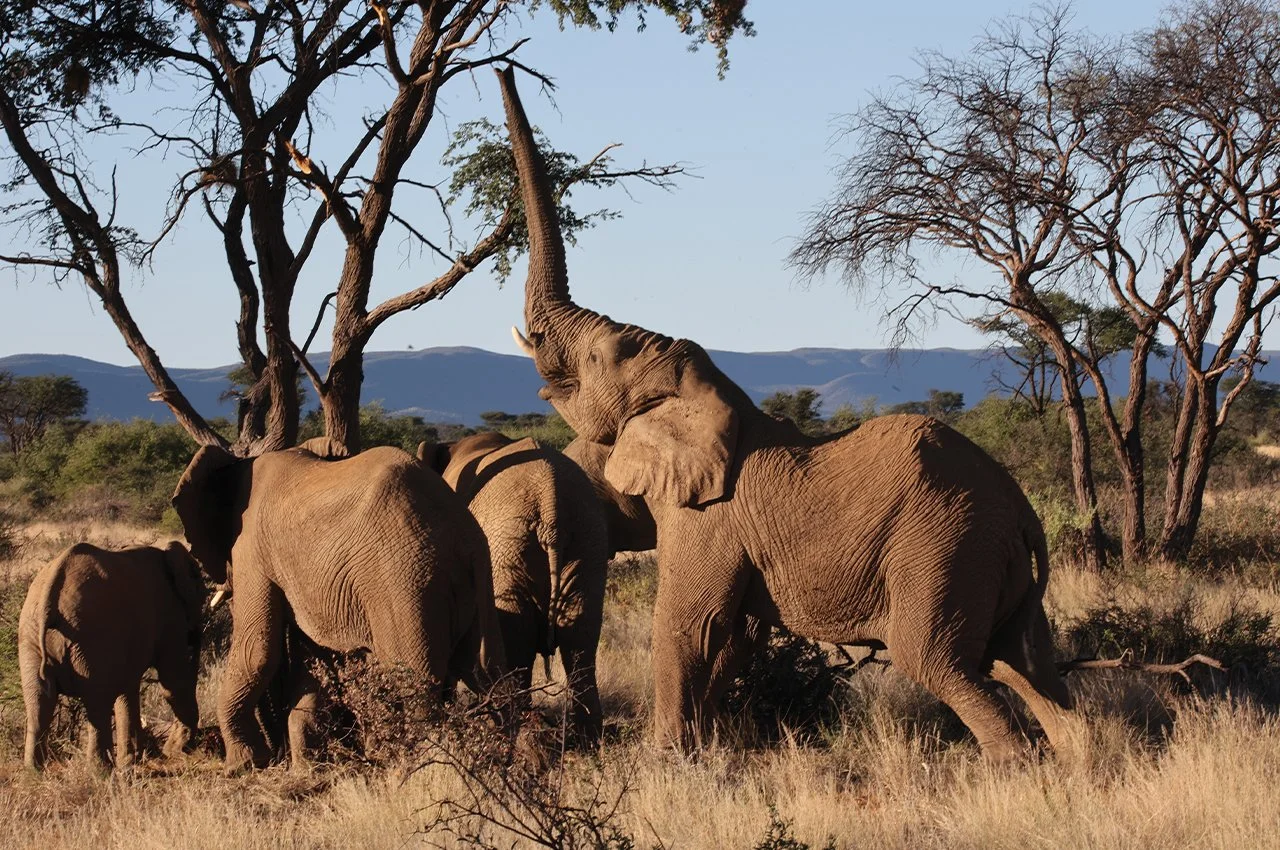 Elephants