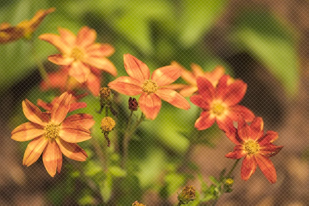 _17A0671.jpg