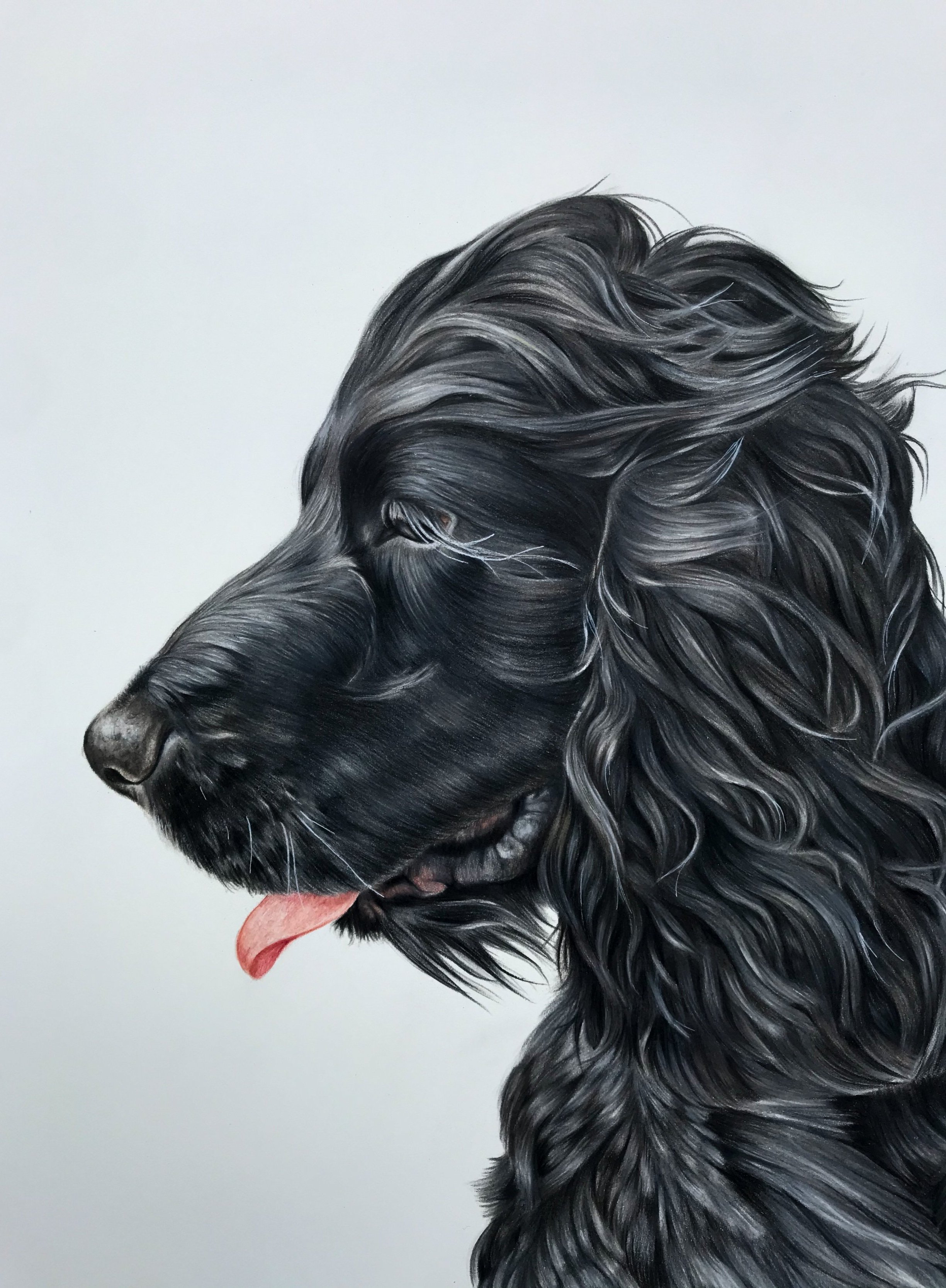 Black+cocker.jpg