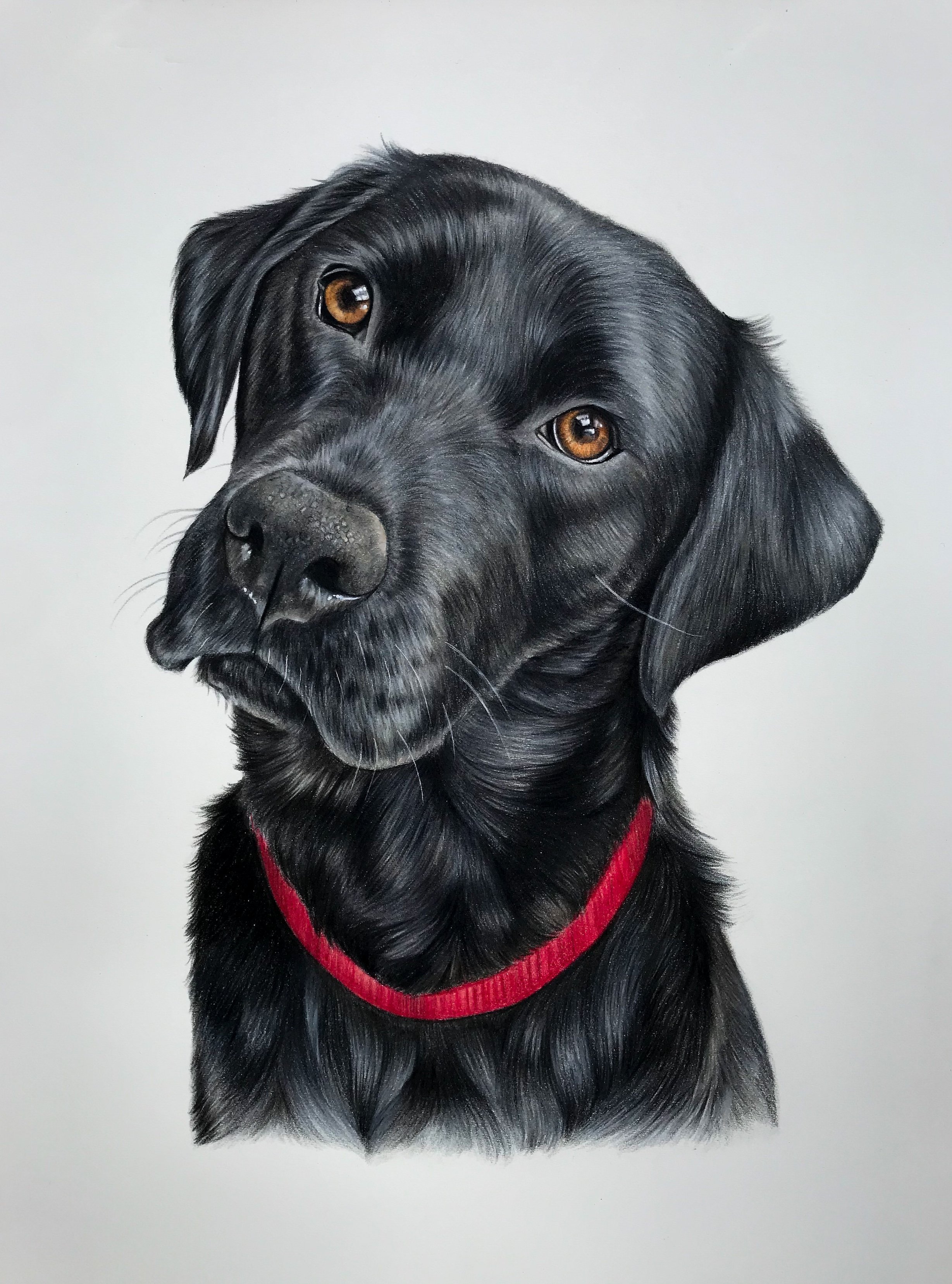 black+lab.jpg