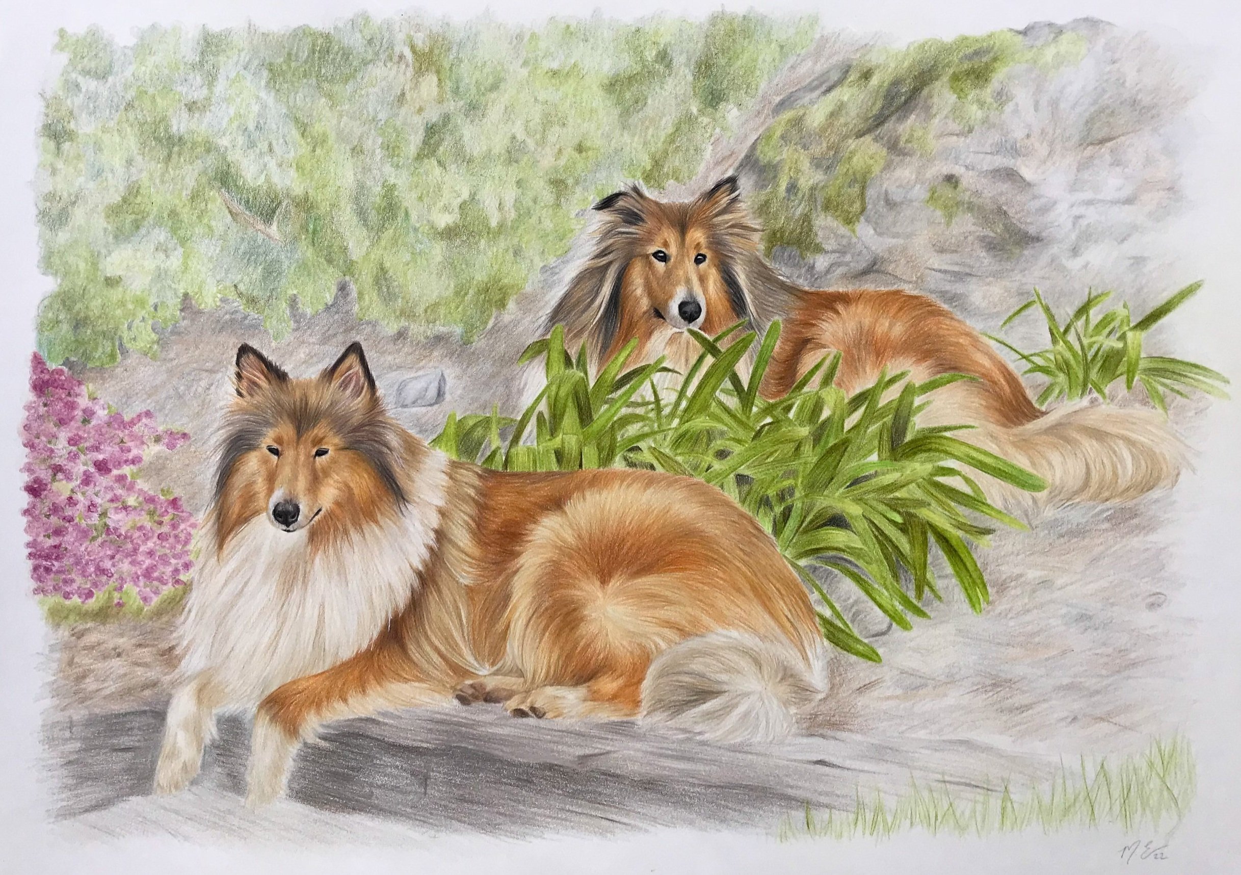 Collies.jpg