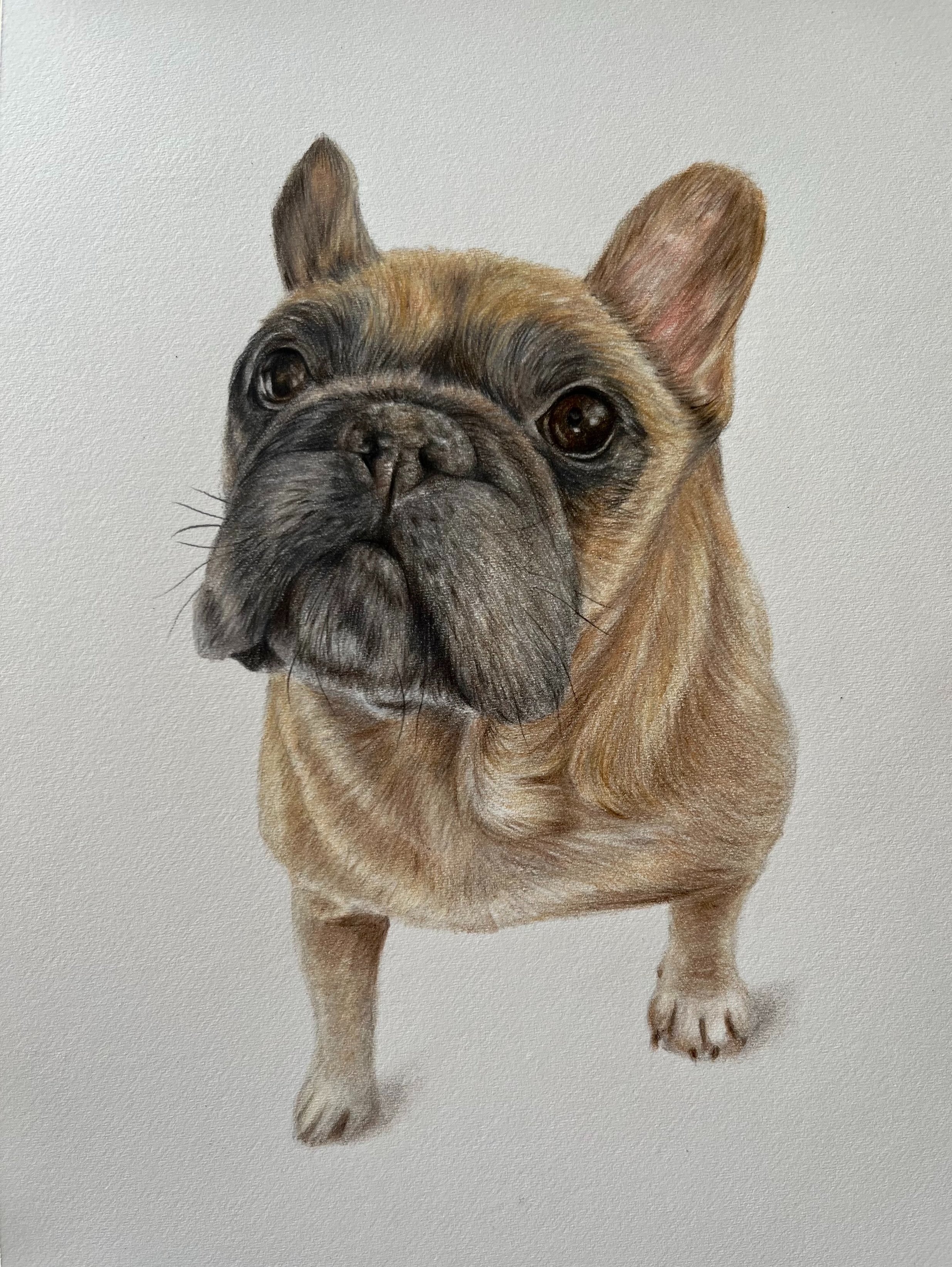 frenchie+a5.jpg