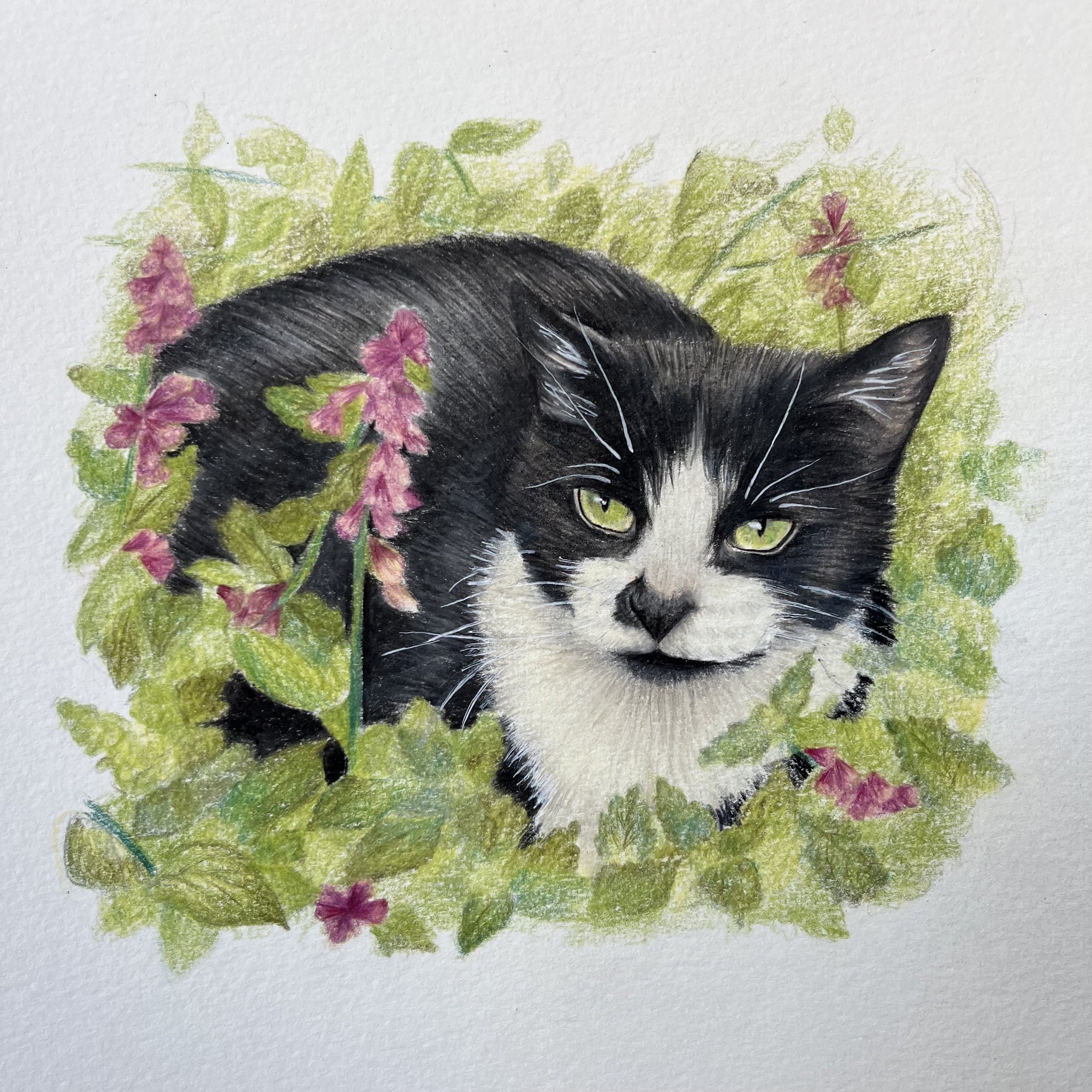 cat 8x8.jpg