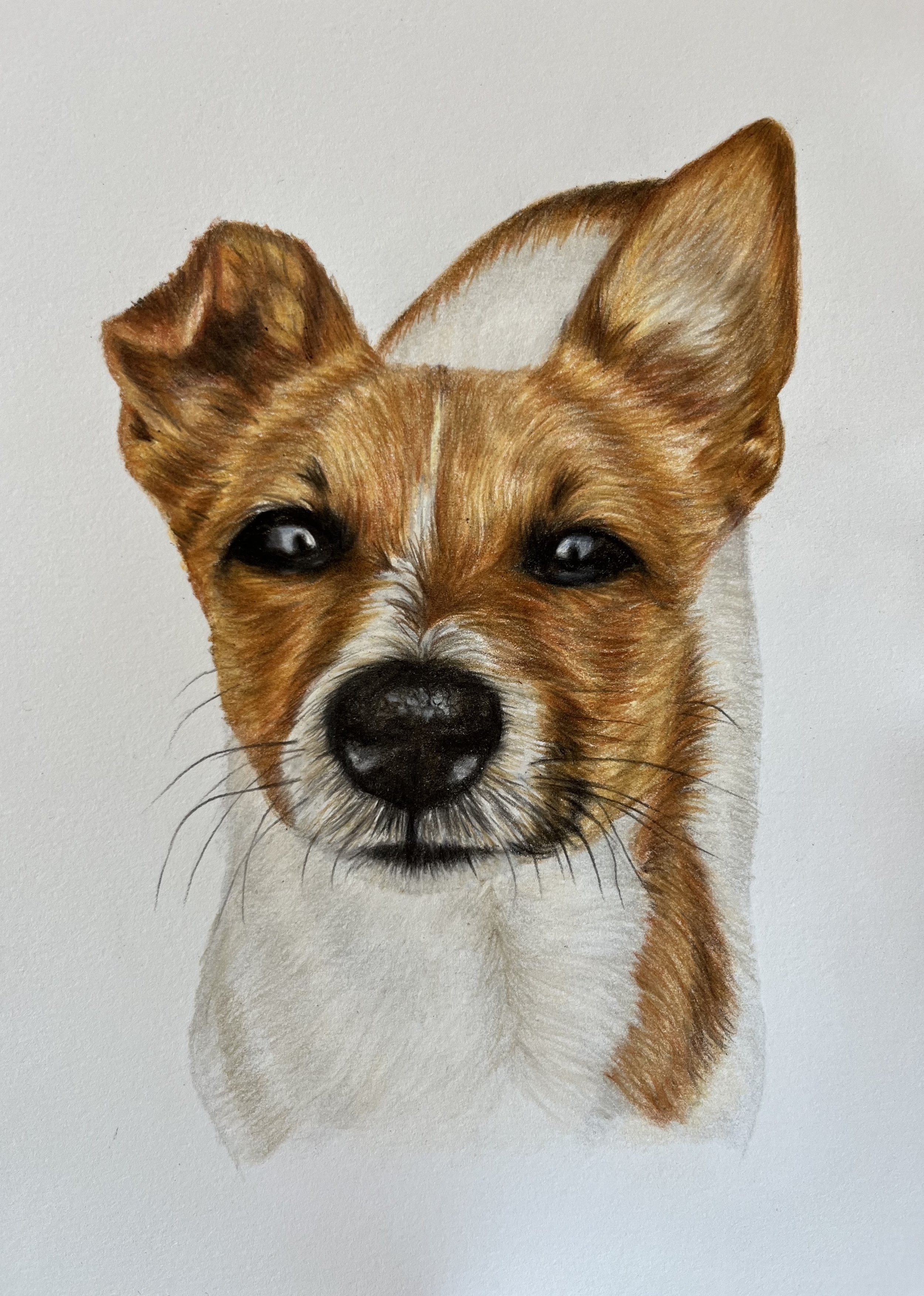 A5 jack russel.jpg