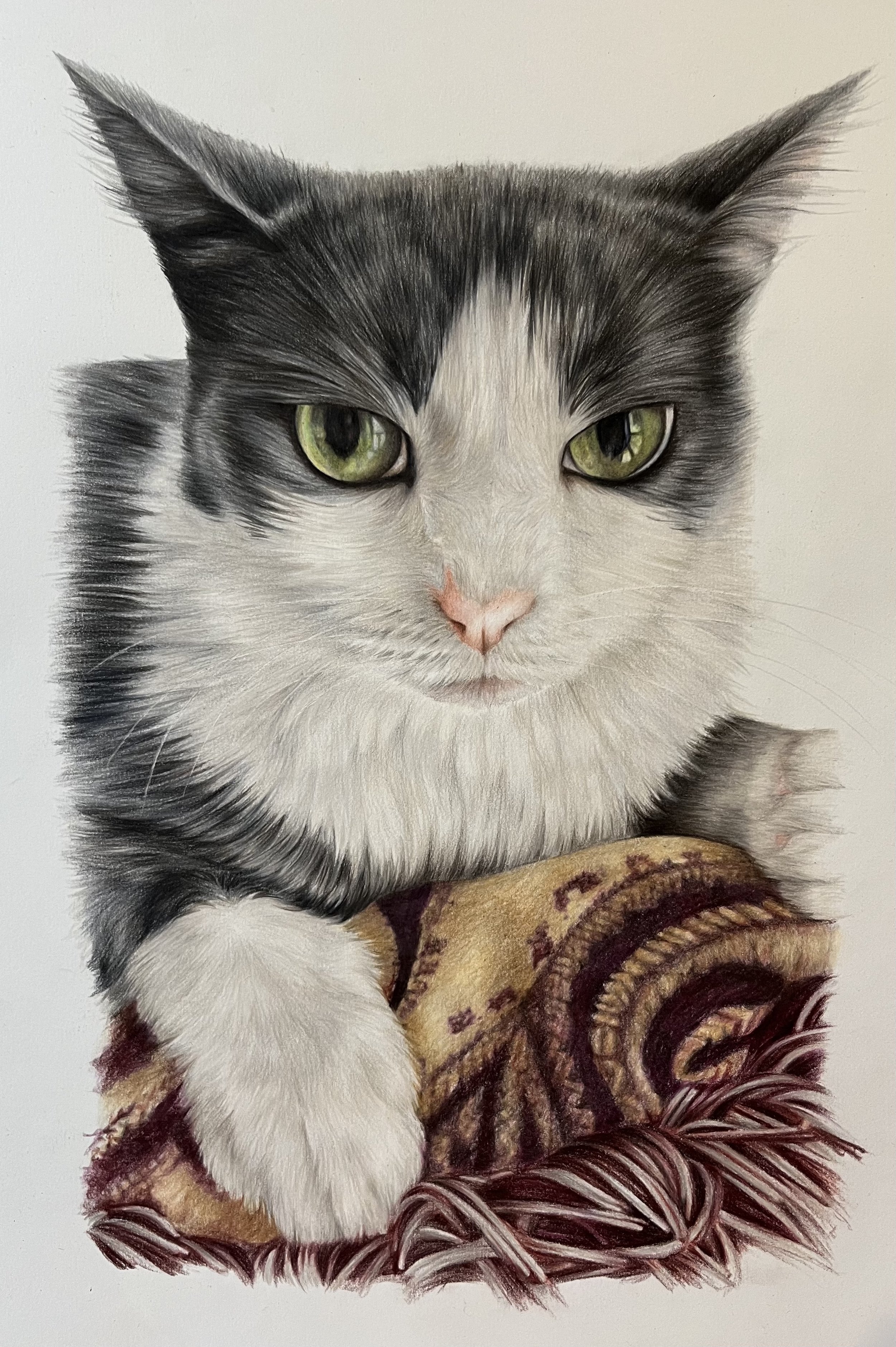 Bebe cat final.jpg