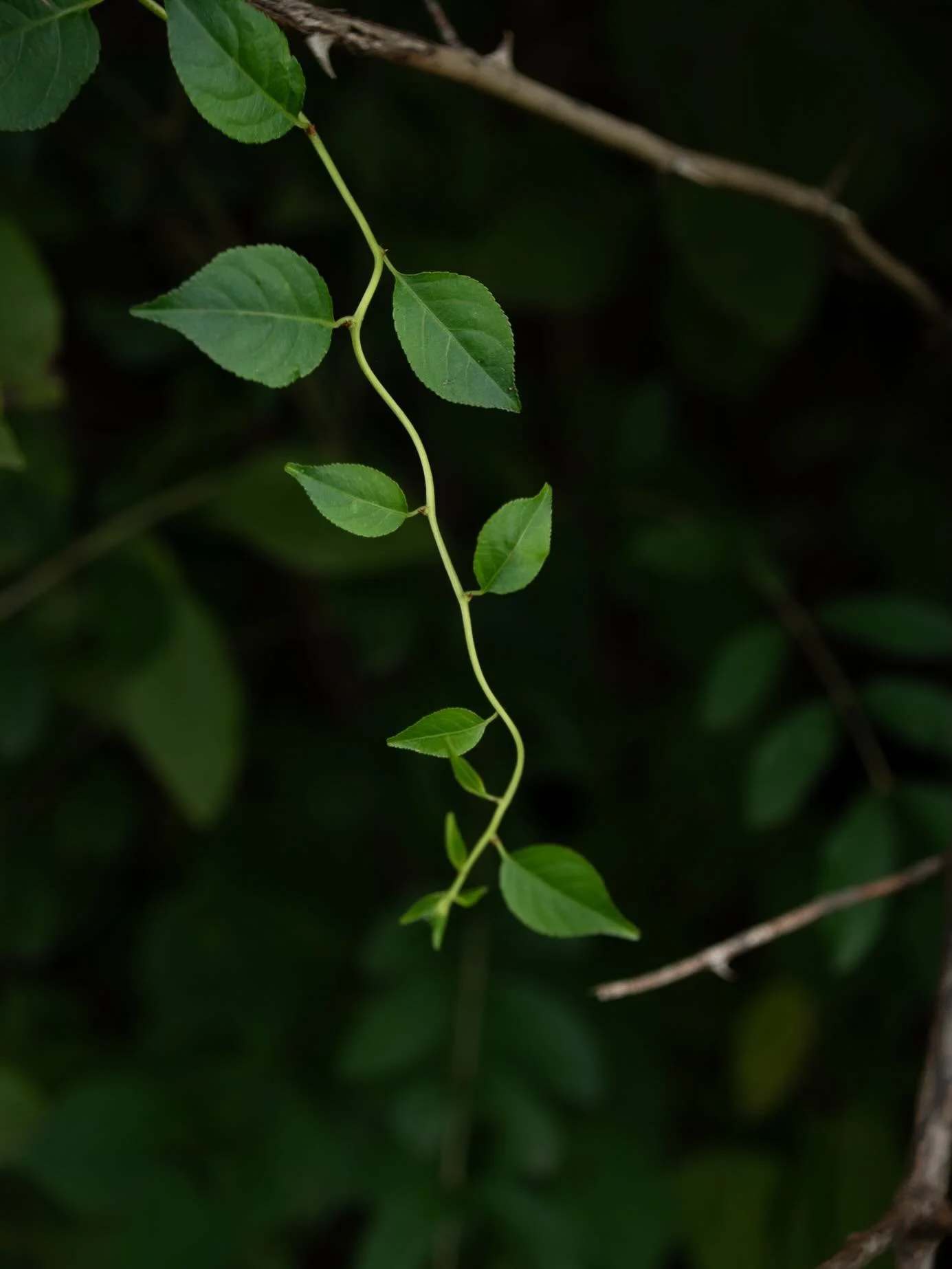 the art of noticing 

#nature #finelimefloral #ohiotattooer