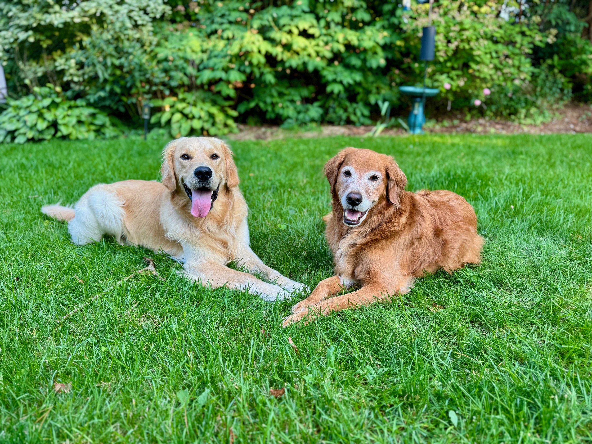 Two golden retrievers lying on a lush green lawn in a garden.