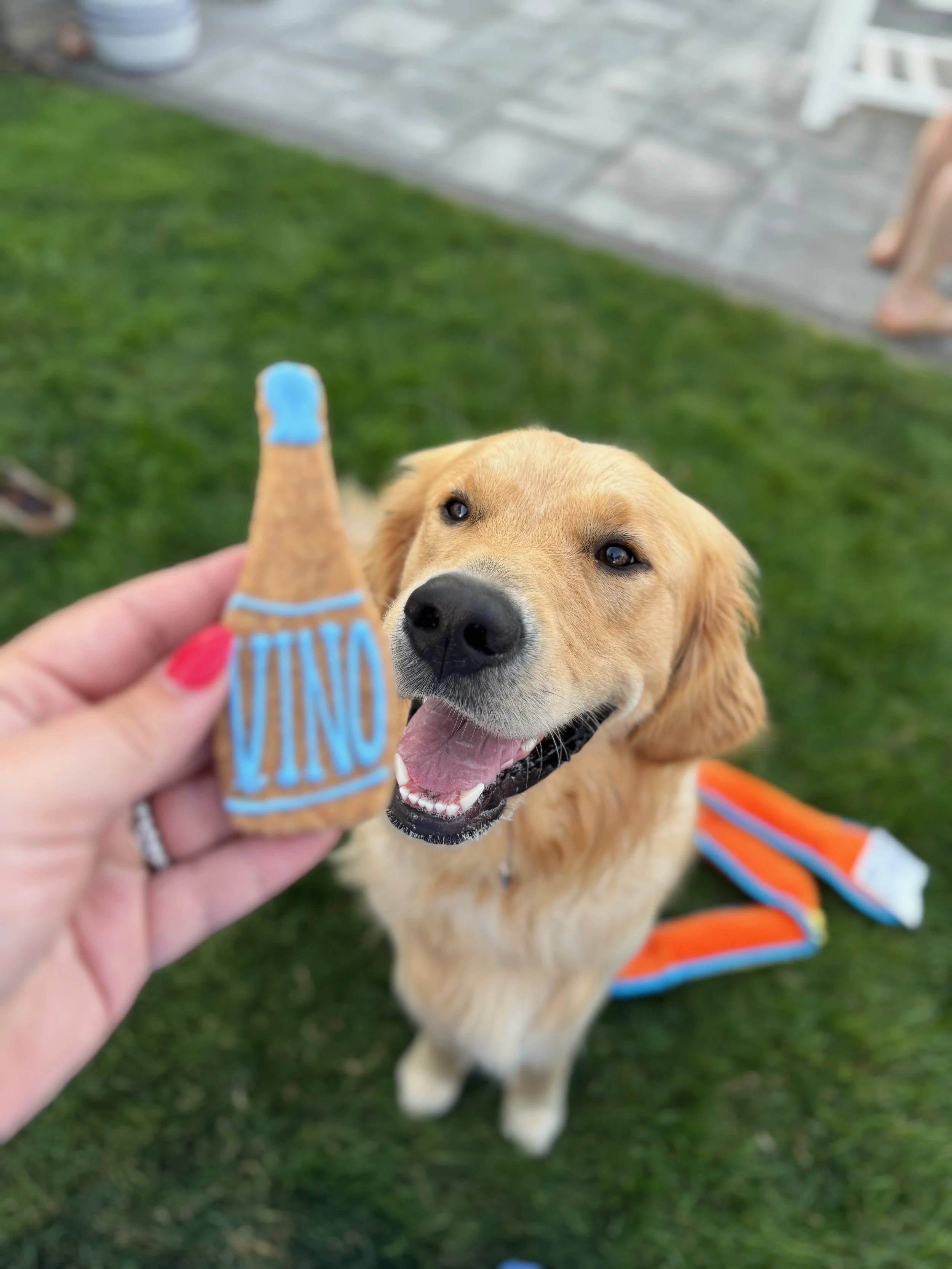 Golden retriever dog looking happy with its tongue out, sitting on grass near a patio, while a person holds a cookie shaped like a beer bottle labeled "VINO" in front of the dog.