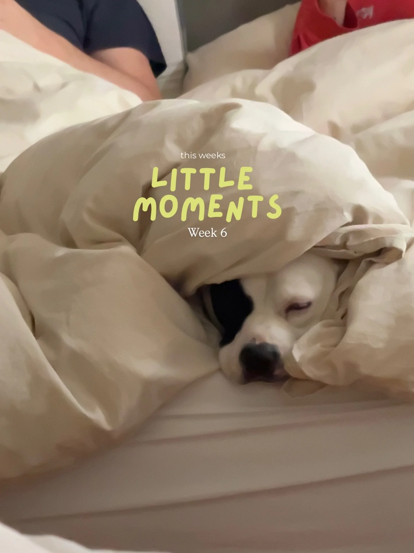 Weekly camera roll of unedited, real life photos 🧡 Week 6

A very slow week around here.
-Jade 20/24 hours of the day 
-5 months later and I got a haircut
-Grocery store run
-Playground life
-Parent dinner &amp; voetbal
-Pre bed snackys
-Piggy teefe