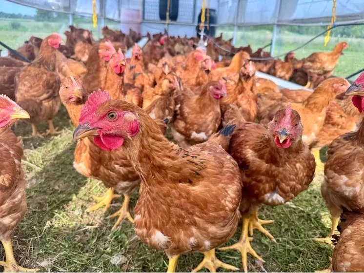How to Find the Farm You Want to Shop With