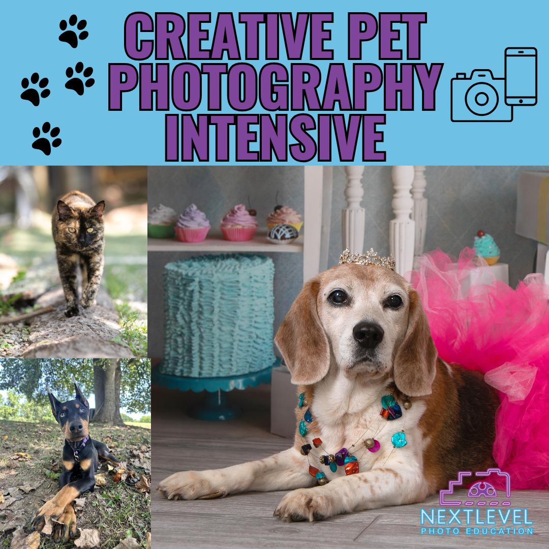 Collage of a cat, a German Shepherd puppy, and a beagle wearing a tiara and necklace. Background includes cupcakes and a cake. Text reads 'Creative Pet Photography Intensive' with paw prints and camera icons.