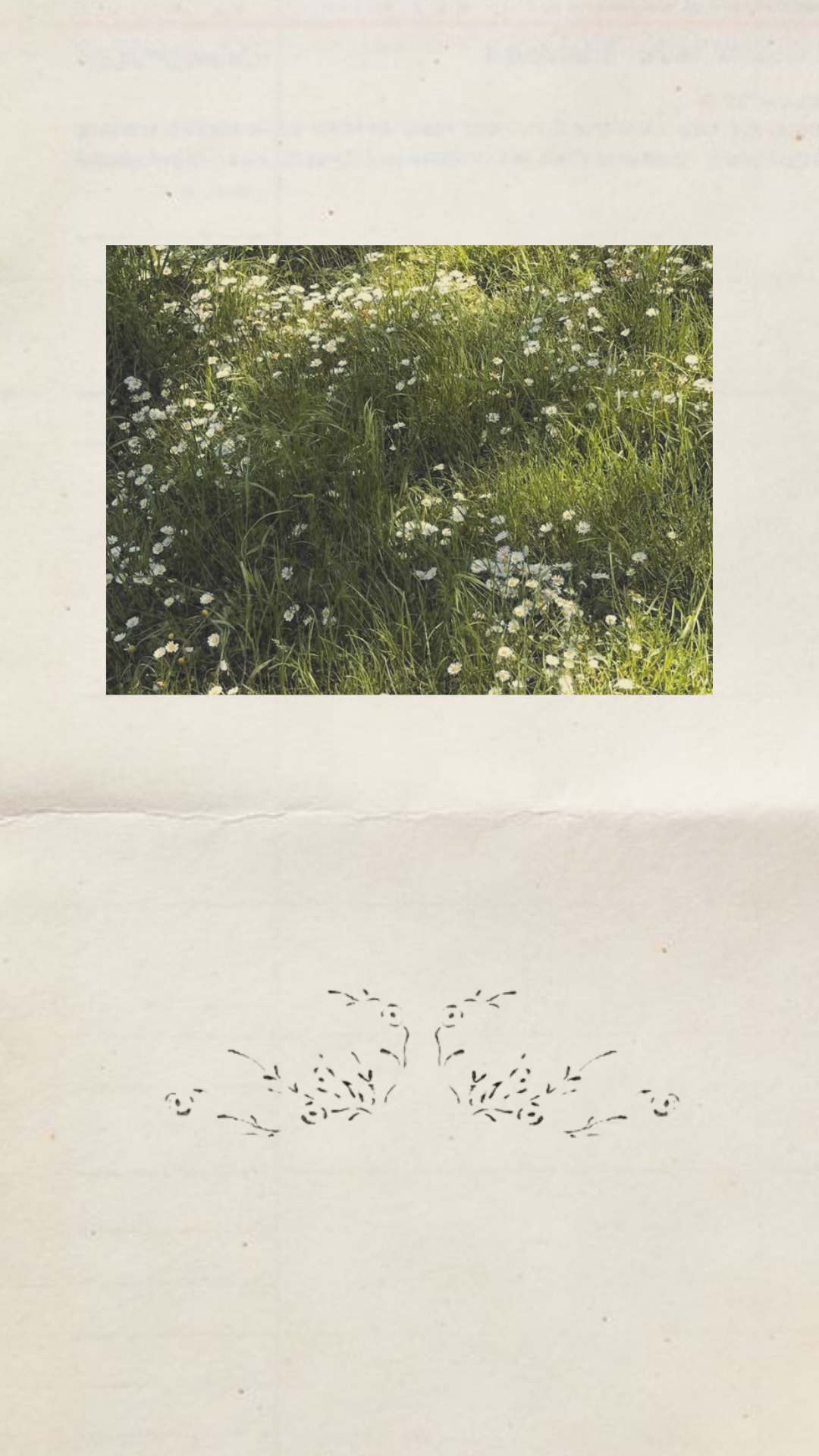 Photograph of a grassy field filled with small white daisies, with sunlight casting shadows on the plants.