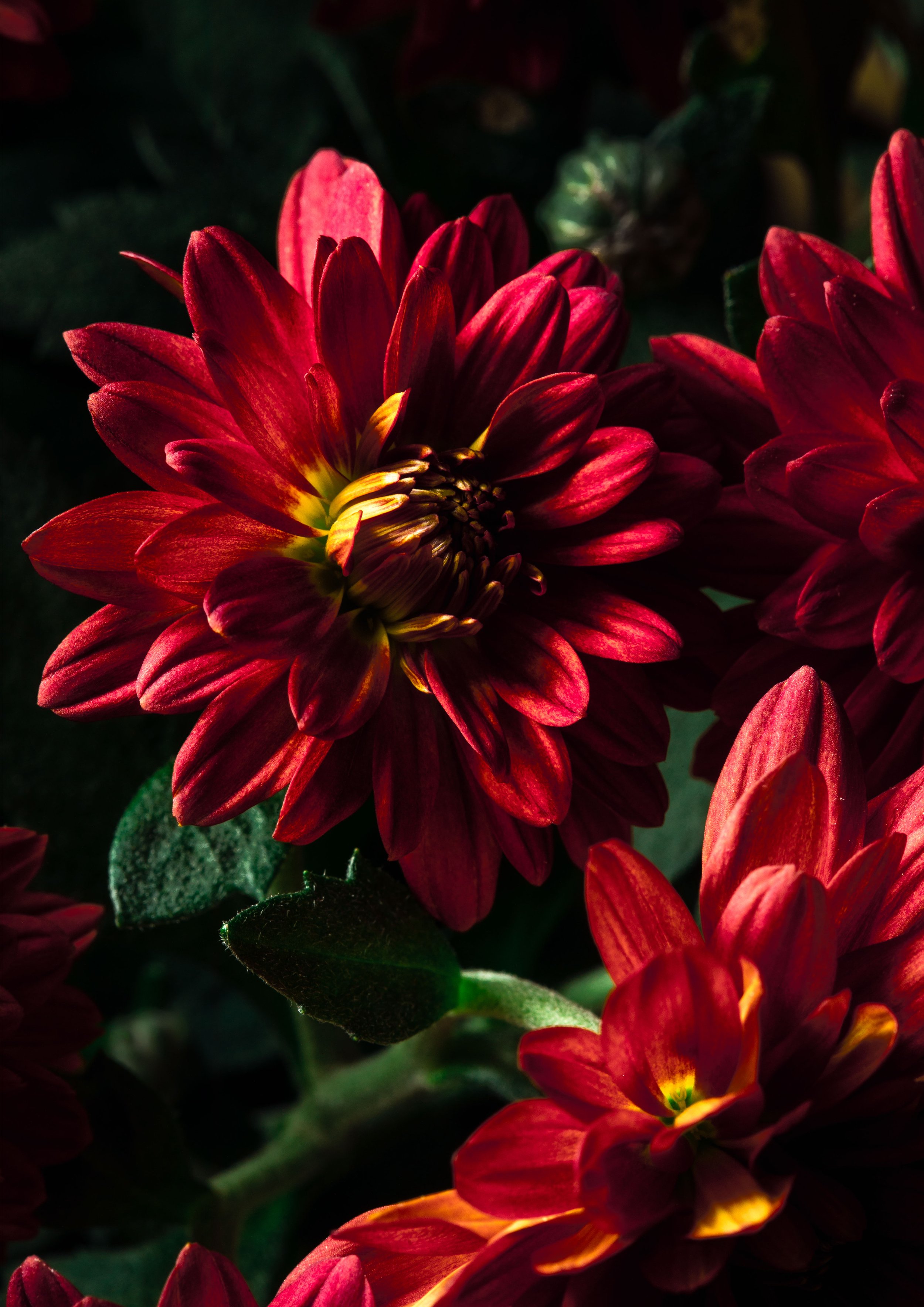 Les-chrysanthemes-rouges_IMPRESSION_A3web.jpg